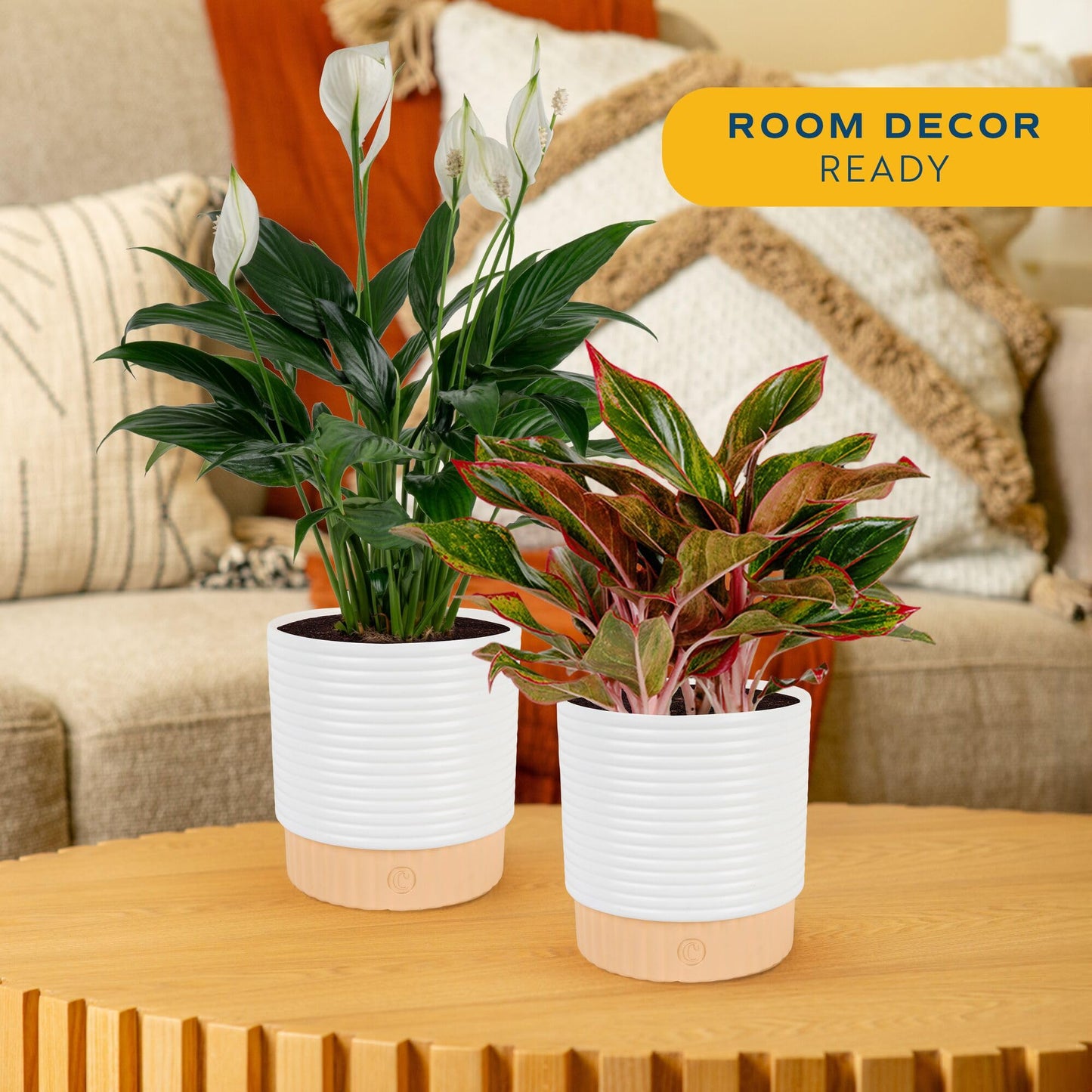 Costa Farms Live Indoor Houseplants (2 Pack) Peace Lily, Chinese Evergreen in Decor Planter Pot, Potting Soil Mix, Birthday, Housewarming Gift, 1 Foot Tall