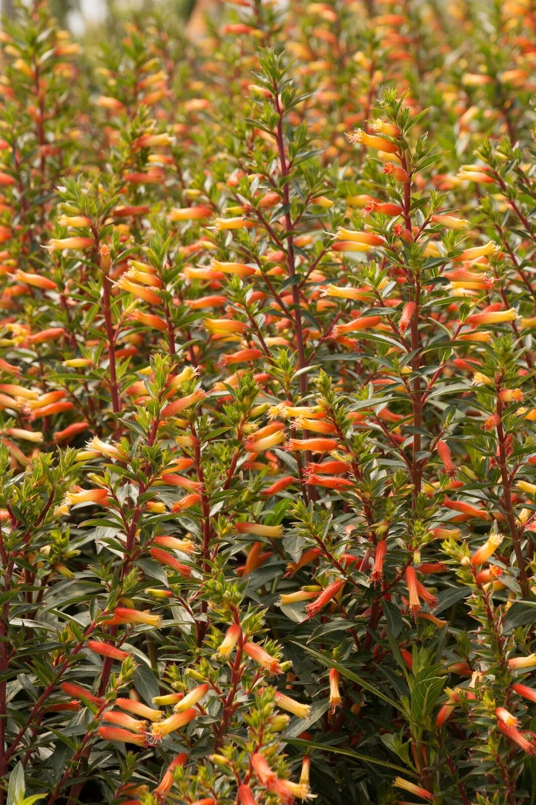 Live Plant - Candy Corn Cuphea Melvilla Starter Plant Attracts Hummingbirds & Butterflies