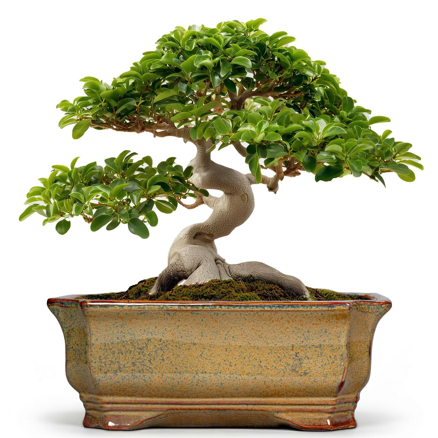 Teagas Bonsai Pots 13.7 Inch - Ceramic Bonsai Tree Pots with Drainage Hole, Succulent Planters for Indoor Outdoor Plants, Decorative Planter, House Decor, Gardening Gifts, Rectangular Yellowish Brown