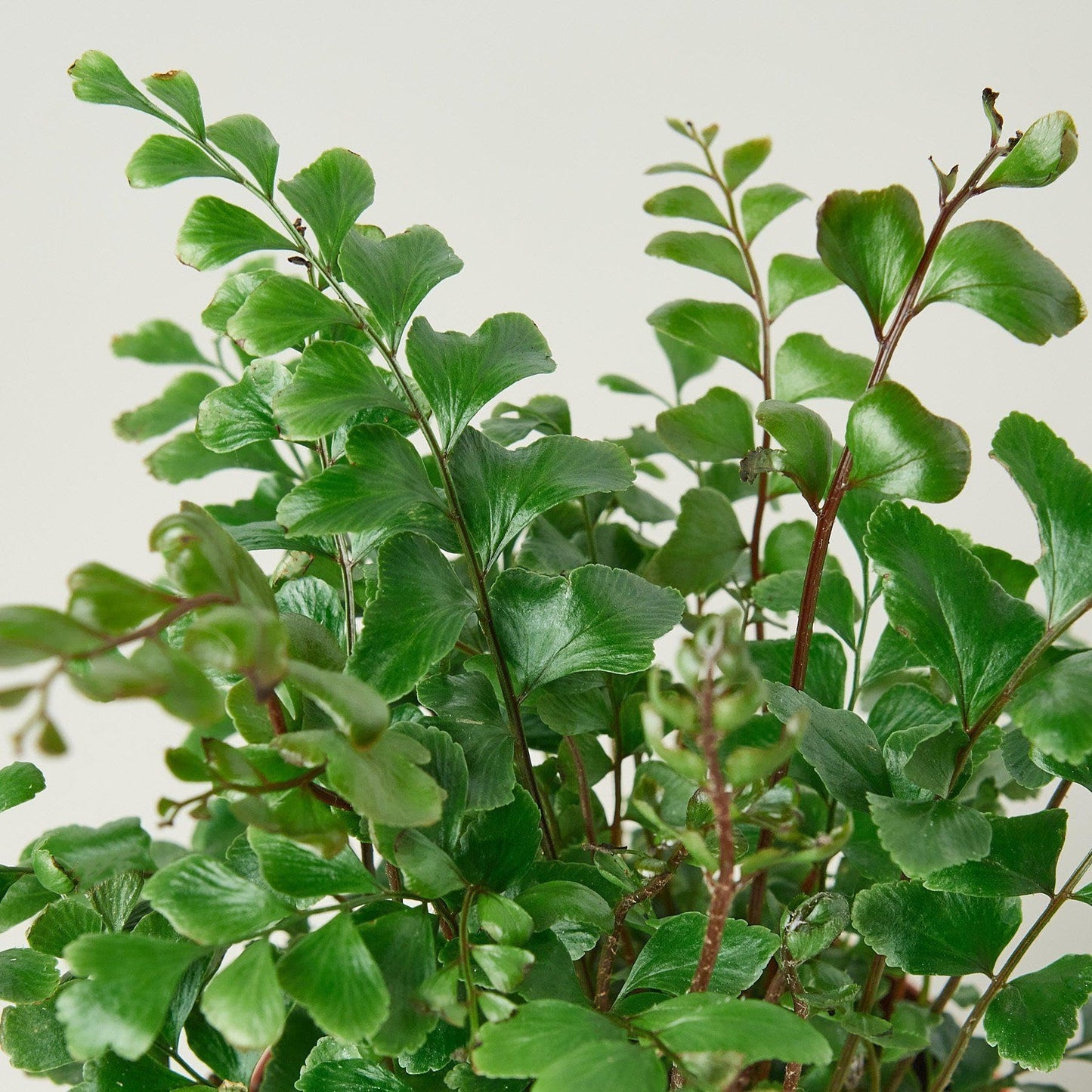 Mahogany Fern | Live Plant for Indoor & Outdoor | for Living Room, Office, Bathroom | (4" Pot)