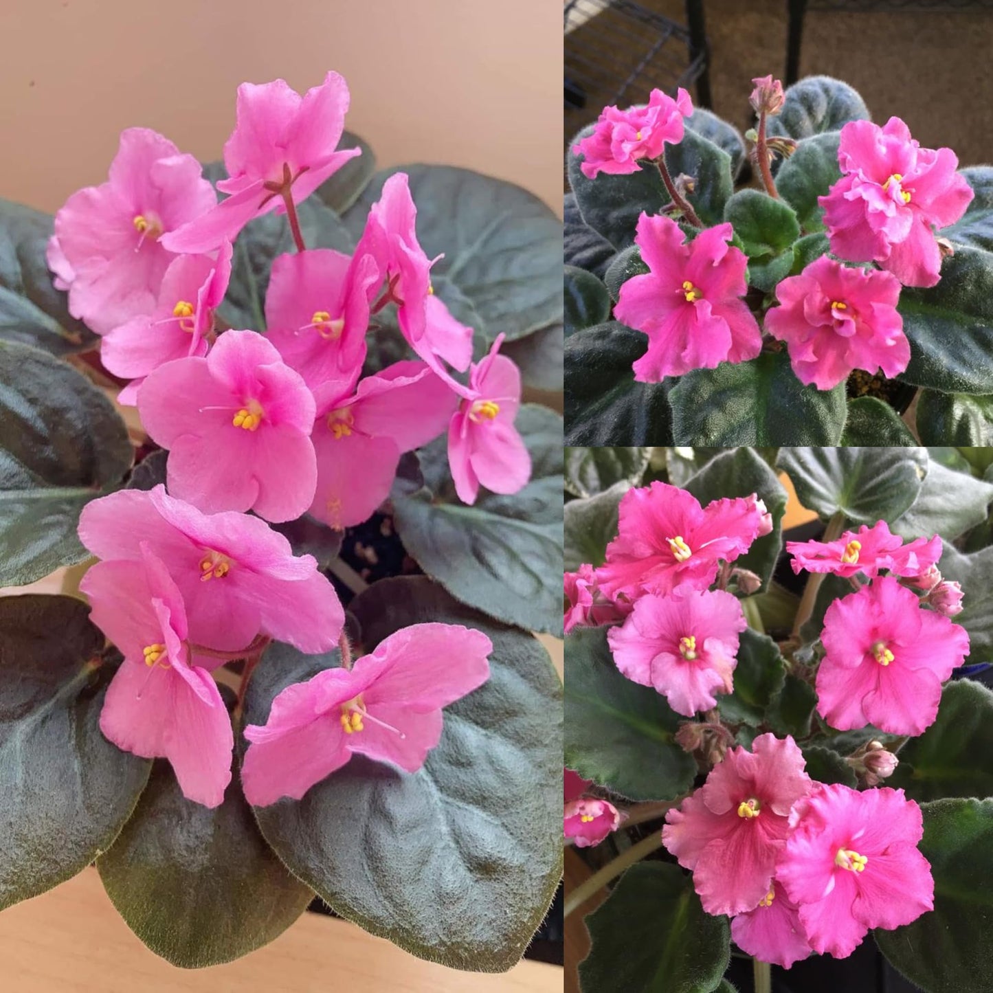 African Violets Live Plant in 4 Inch Pot, Pink Blooms, Perennial Flower Houseplant African Violet Plant for Indoors Outdoor Garden