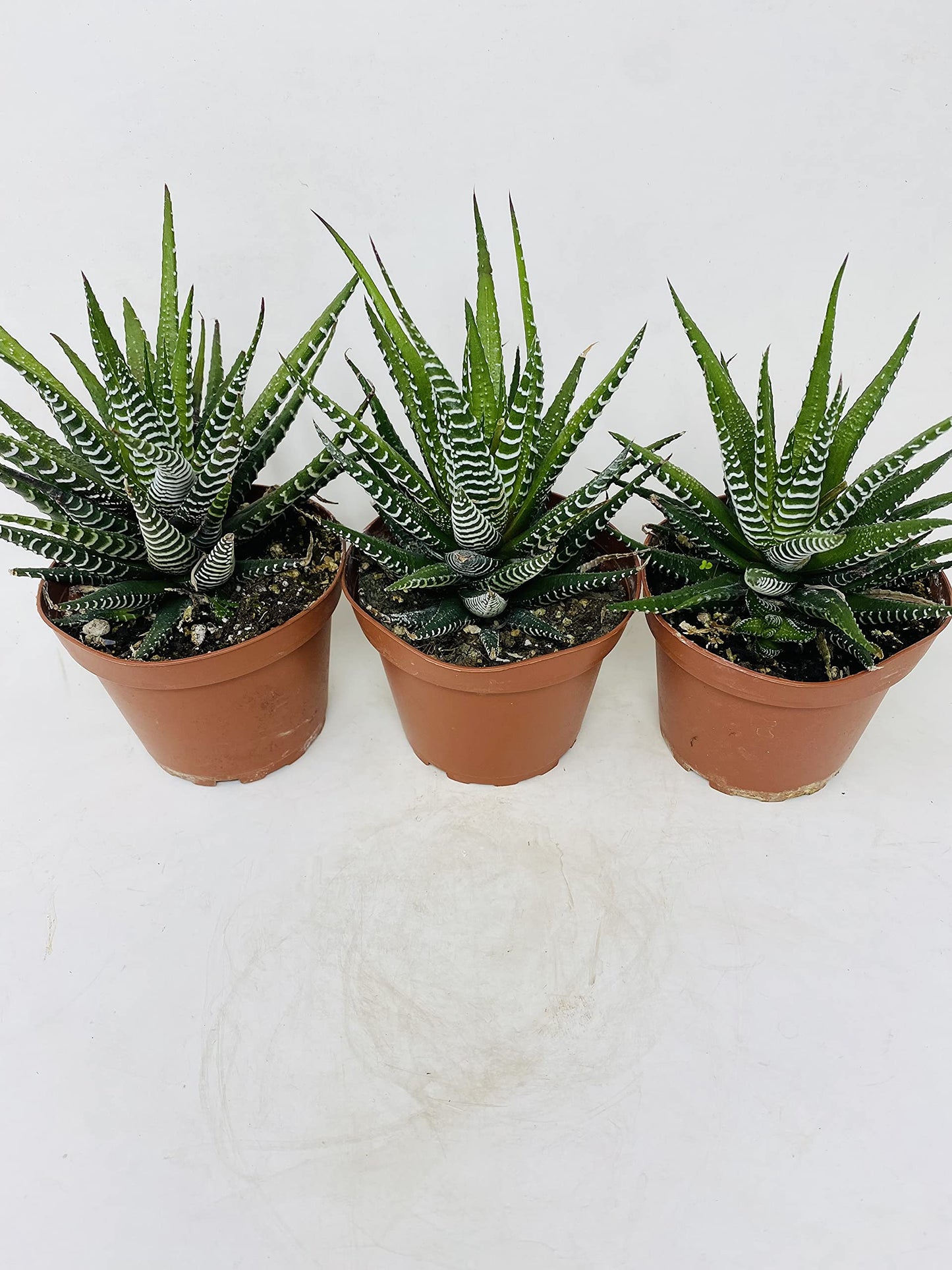 Zebra Haworthia Plant - Easy to Grow/Hard to Kill!- 3 Plants 4" Pot