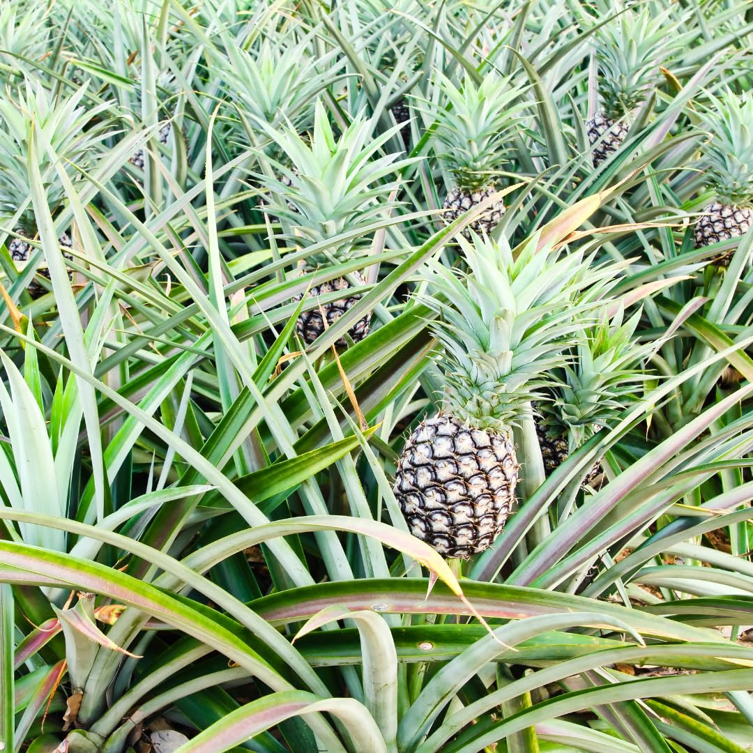Set 2 Pineapple Plants Live, Sweet Pineapple Shrubs, Tropical Fruit, 4 to 8 Inch Tall for Planting Outdoor (White Jade)