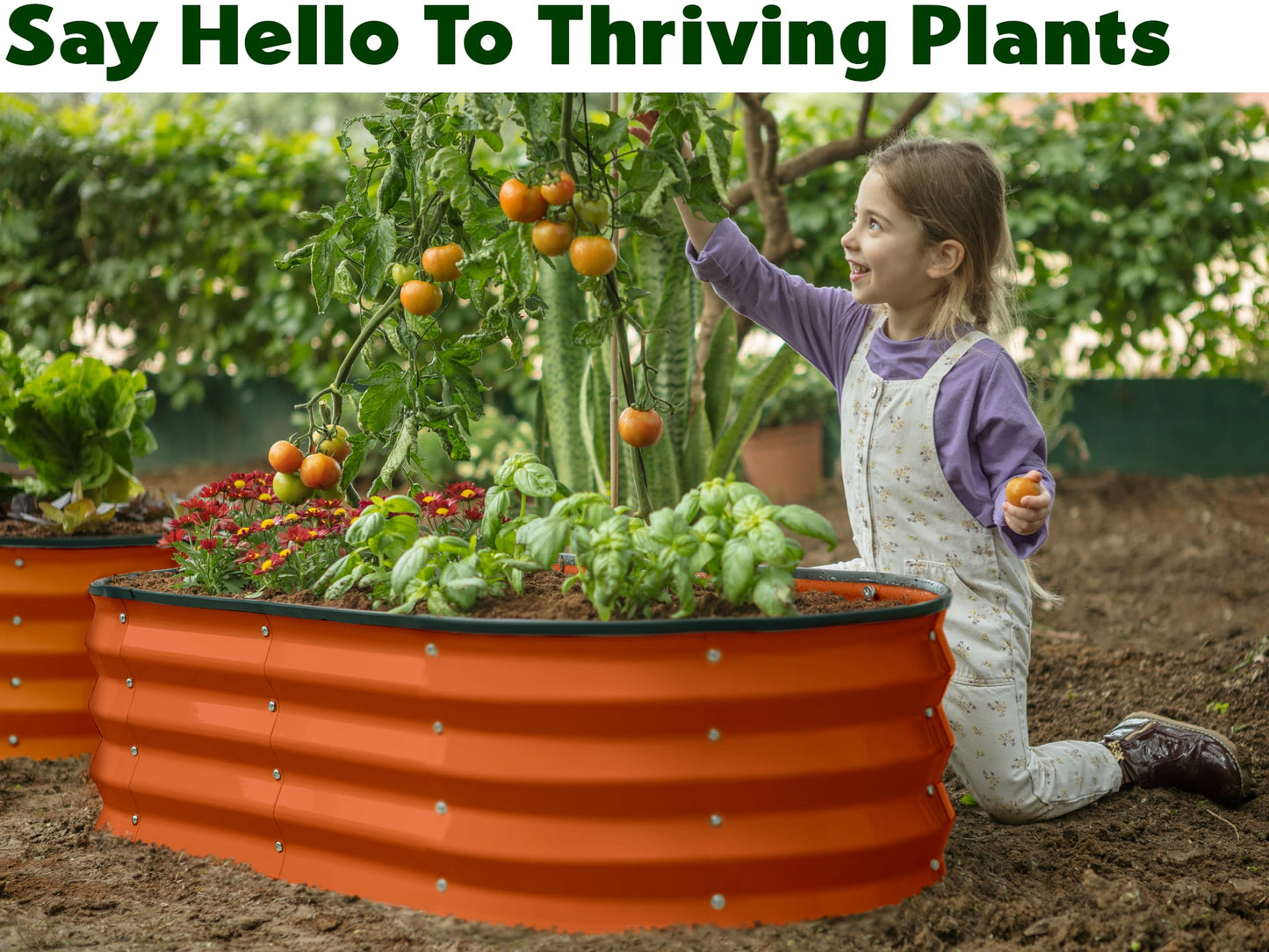 Plant & Plot Galvanized Raised Garden Beds Outdoor // 4×2×1 ft Planter Raised Beds for Gardening, Vegetables, Flowers (Orange) // Large Metal Garden Box