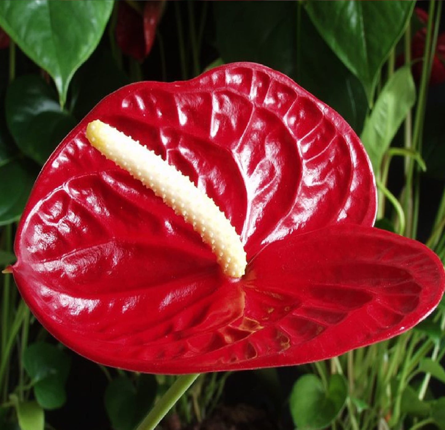 Hawaiian Red Anthurium Live Plant - Premium Big Island Heart-Shaped Blooms - 6-10" Tall Indoor Outdoor Tropical Houseplant in 2" Pot - Easy Care Flowering Plant