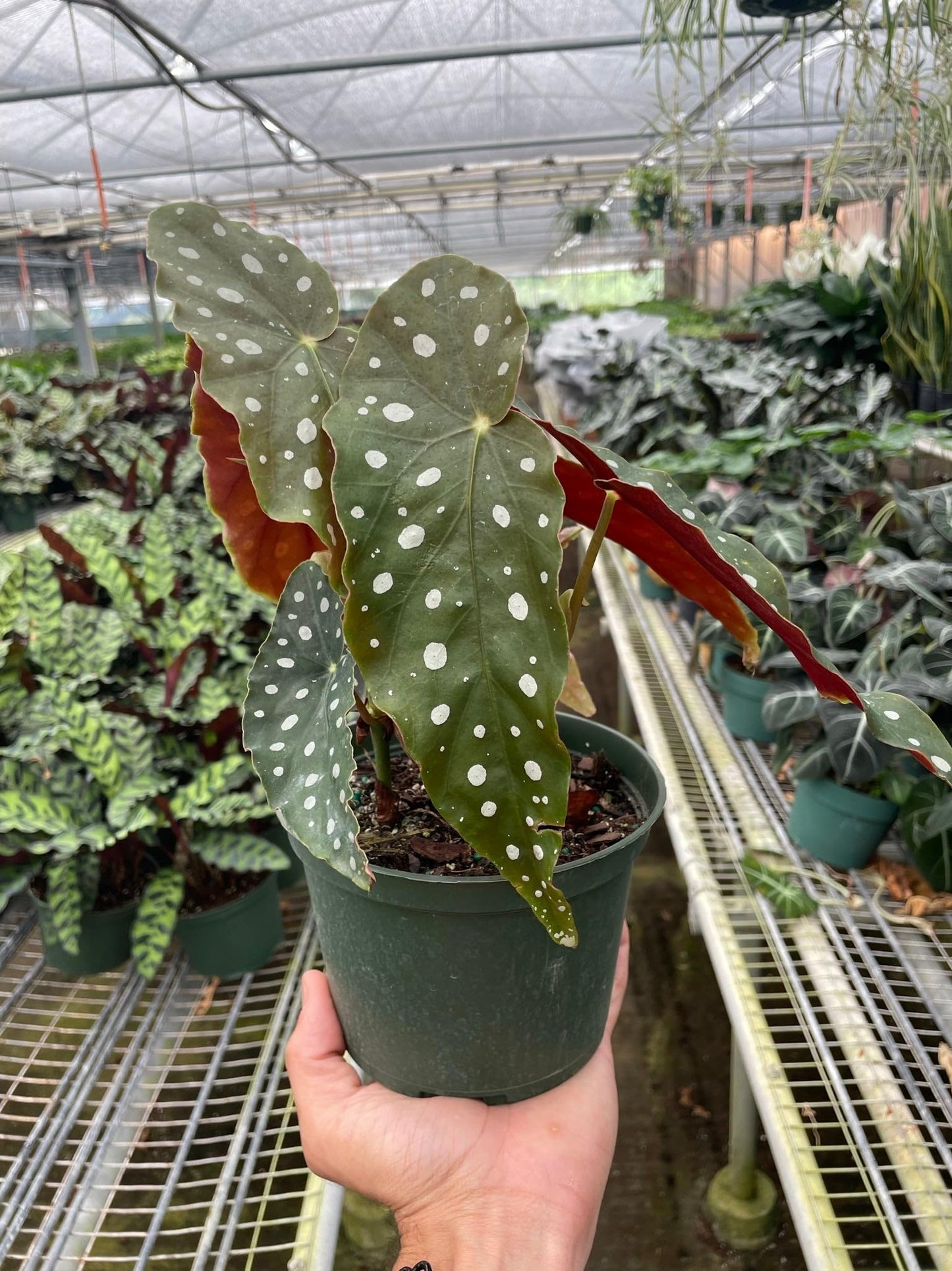 Begonia 'Maculata' | Live Plant for Indoor & Outdoor | for Living Room, Office, Bathroom | (6" Pot)