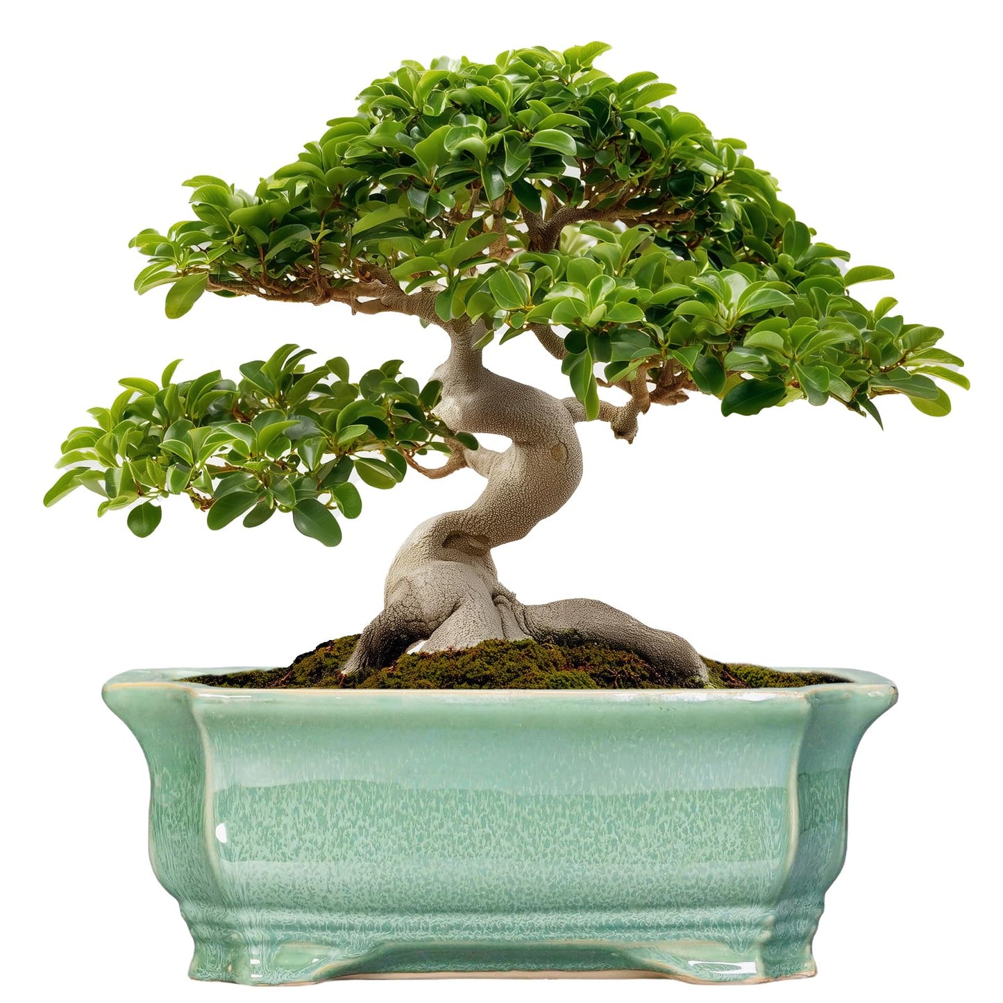 Teagas Bonsai Pots - 13.7 Inch Rectangle Ceramic Pots for Plants, Large Succulent Planter with Drainage Hole, Decorative Planters for Indoor Outdoor, Garden House Decor, Housewarming Gifts, Green
