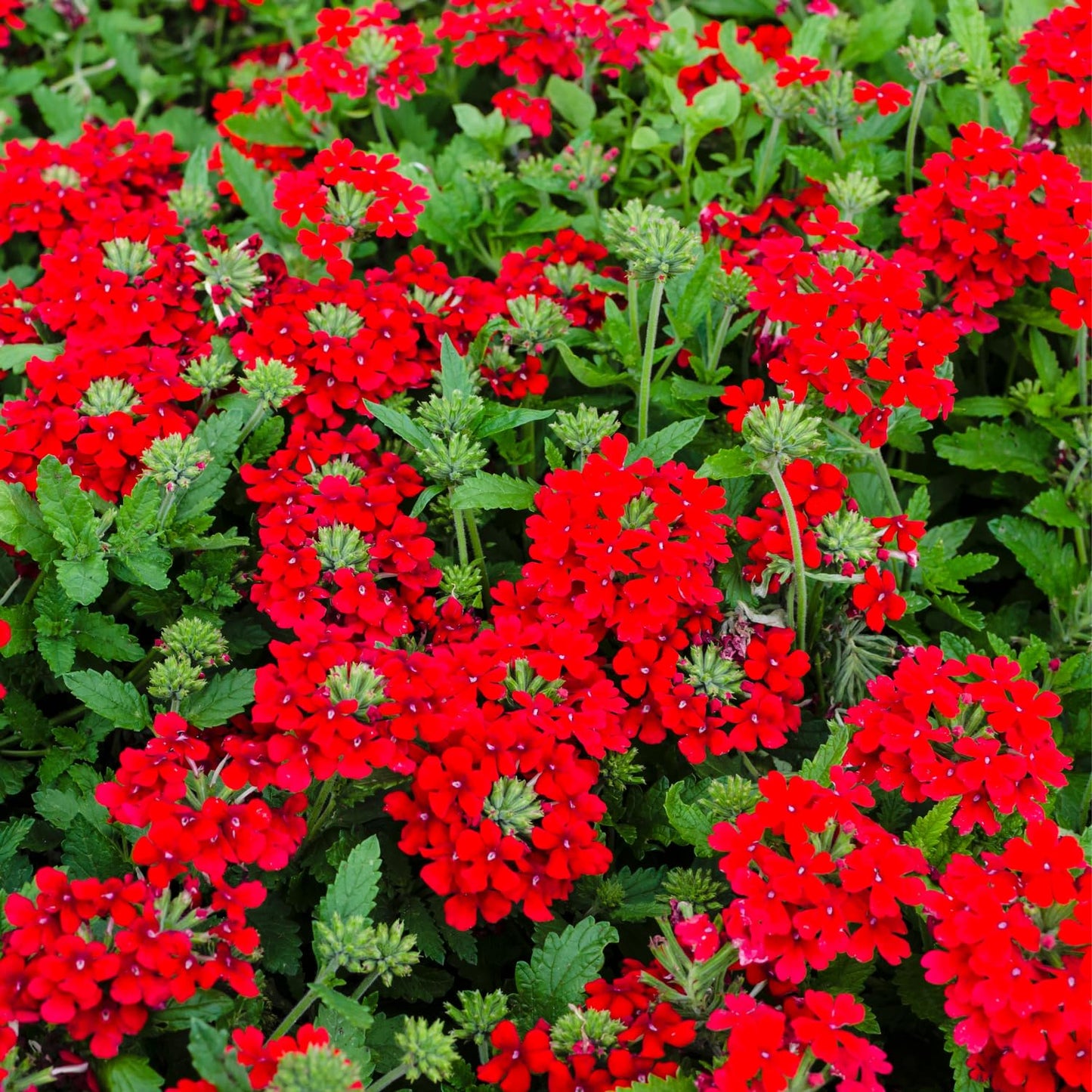 Red Verbena Plants, 4 Inch Pot, 4-6" Tall Perennial Live Verbena Flowers Plant for Groundcover, Outdoor Garden