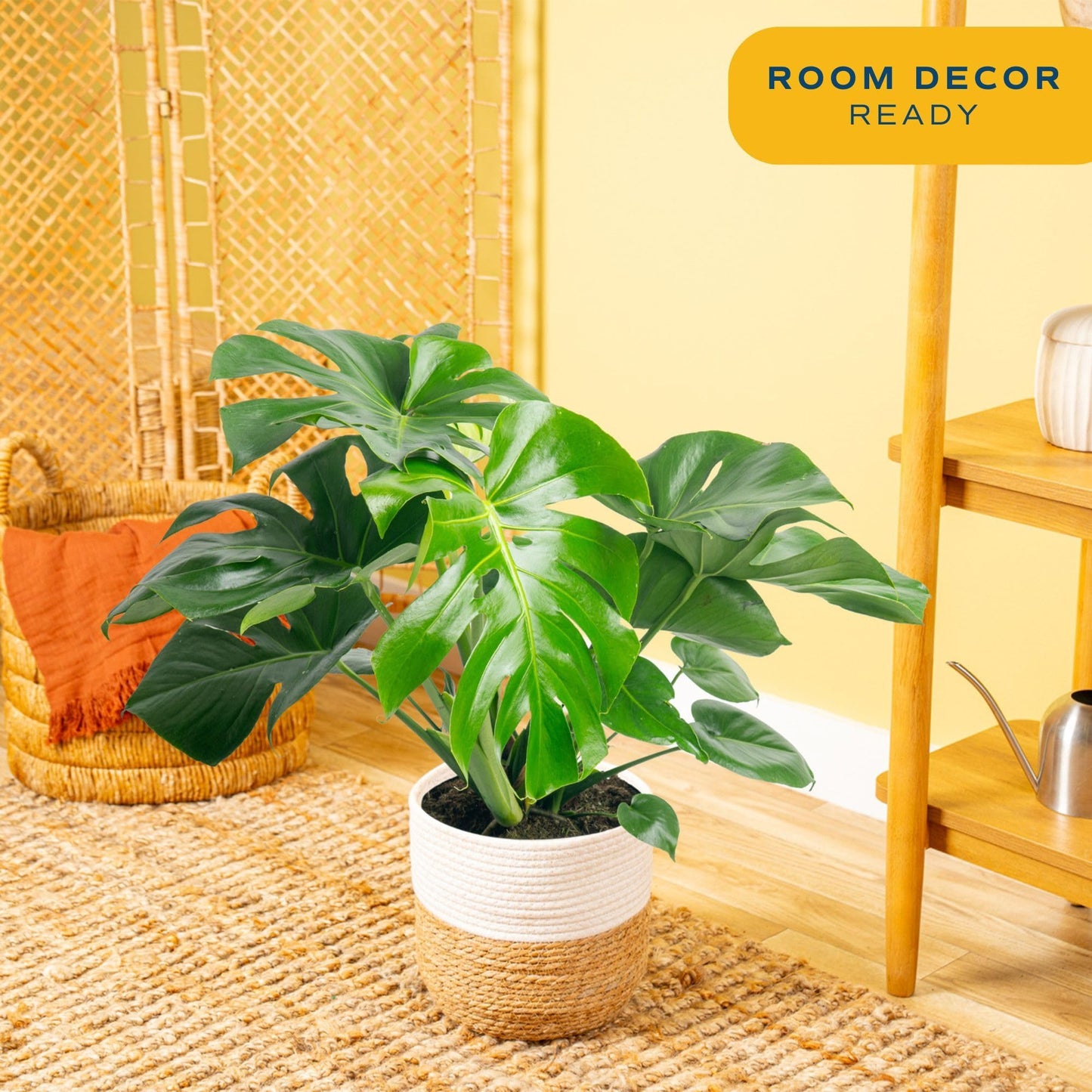 Costa Farms Monstera, Swiss Cheese Live Plant in Decorative Pot, Large Indoor Houseplant, Perfect for Home, Room, or Office Decor, Great House Warming or Birthday Gift, 2-3 Feet Tall