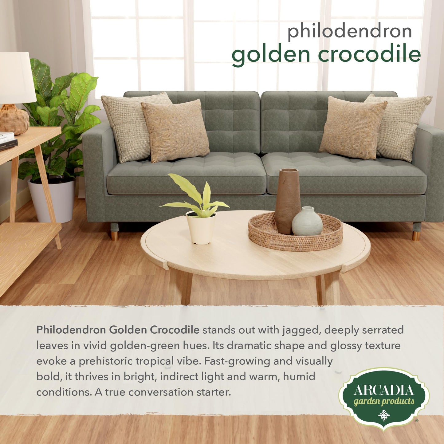 Arcadia Garden Products Live Golden Crocodile Philodendron Rare Indoor Houseplant in Plastic Pot, Tropical Plant Collector Gift for Home and Garden Decor, 4-inch, Beige