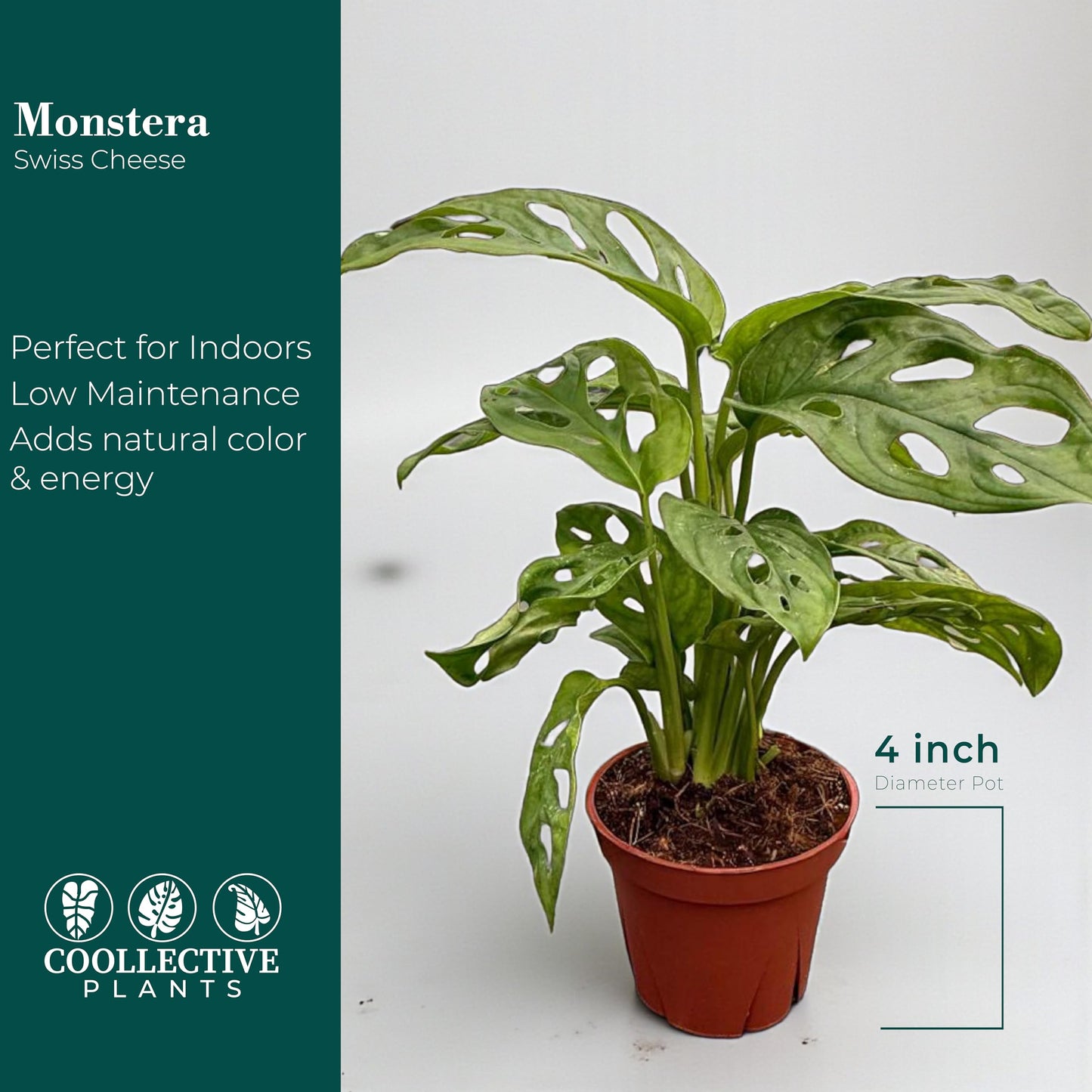 CoollectivePlants Monstera Swiss Cheese Live Plant in 4" Growers Pot – Easy Care Indoor Houseplant, Low Maintenance Vining Monstera Adansonii, Tropical Foliage