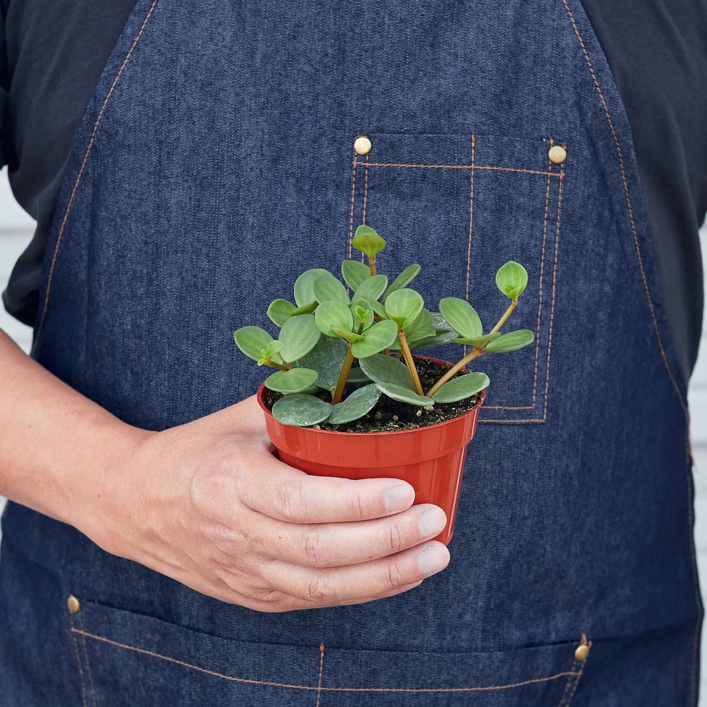 Peperomia Hope Live Plant for Indoor | Different Houseplants in 4'' & 6'' Pot | Real House Plant for Living Room, Office, Desk & Bathroom | Peperomia tetraphylla Hope