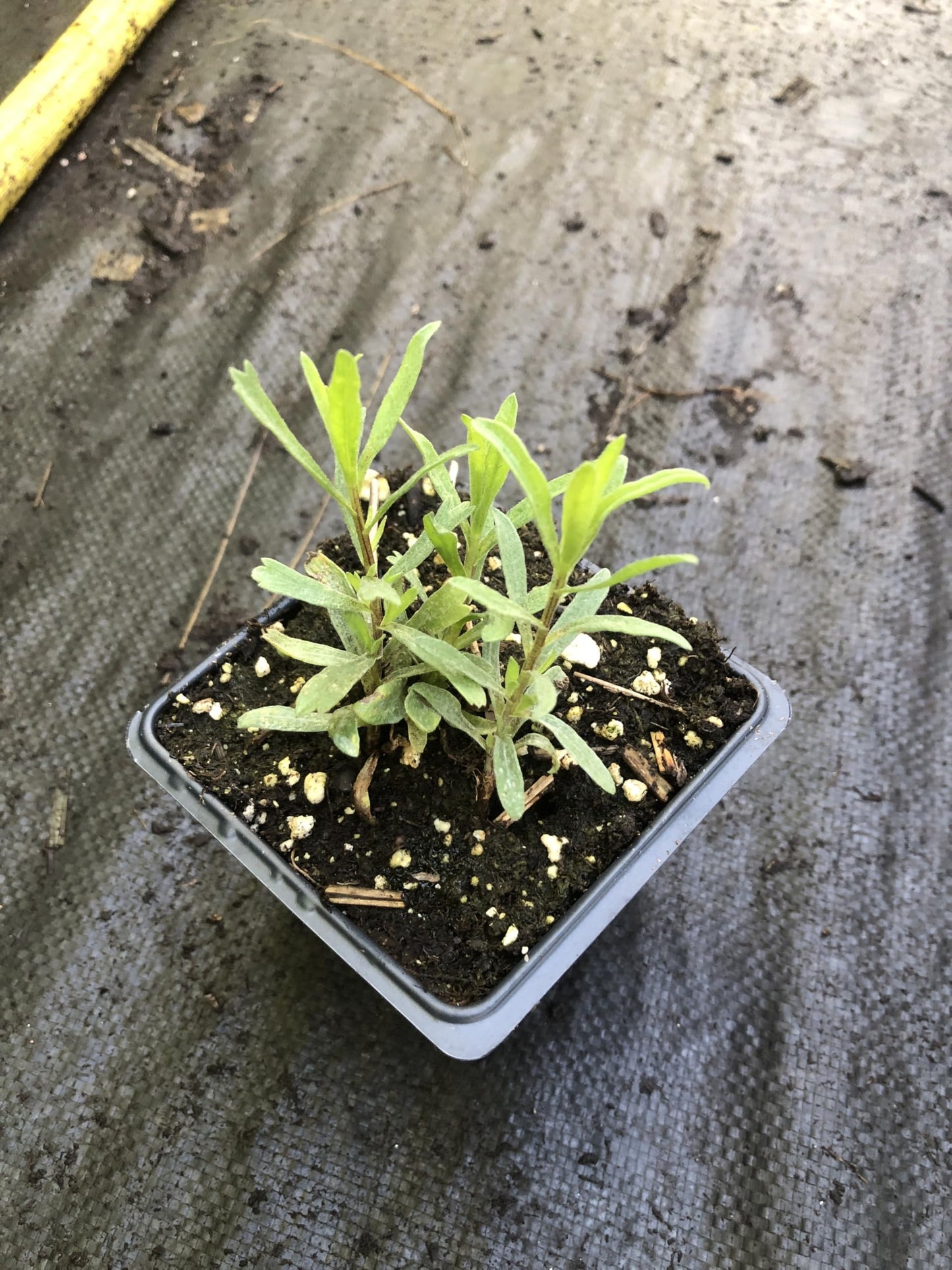 Tarragon (Artemesia Dracunculus) Organic Plant in a 2.5-inch Pot by Smoke Camp Crafts