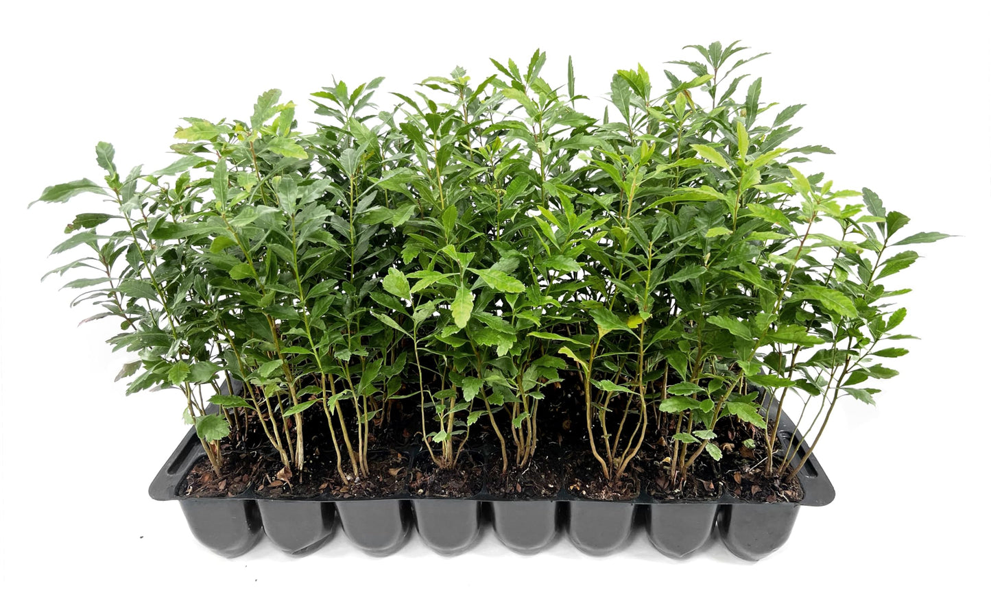 Wax Myrtle | 10 Live Plants | Myrica Cerifera | Fast Growing Shrub, Privacy Screen, Evergreen Foliage, Ornamental, Drought Tolerant, Low Maintenance, Garden Landscape