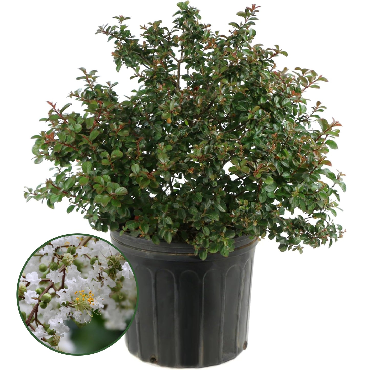 Crape Myrtle Natchez Shrub with White Flowers - Summer Blooming Flowering Trees in 3 Gal Pot - Grows Upto 12-16' x 6-8' - Low Maintenance Shrubs (1 Count)