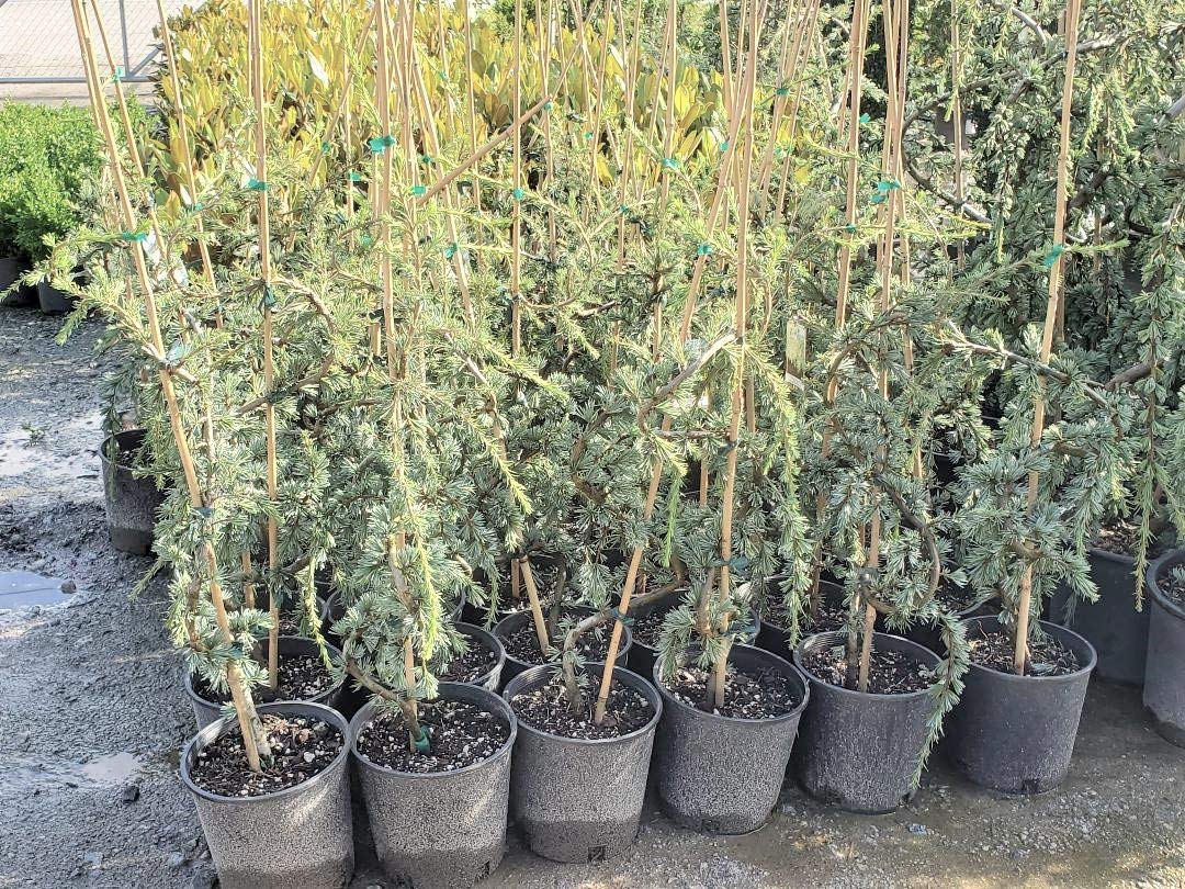 Weeping Blue Atlas Cedar - Live Plant - 2 Gallon Pot