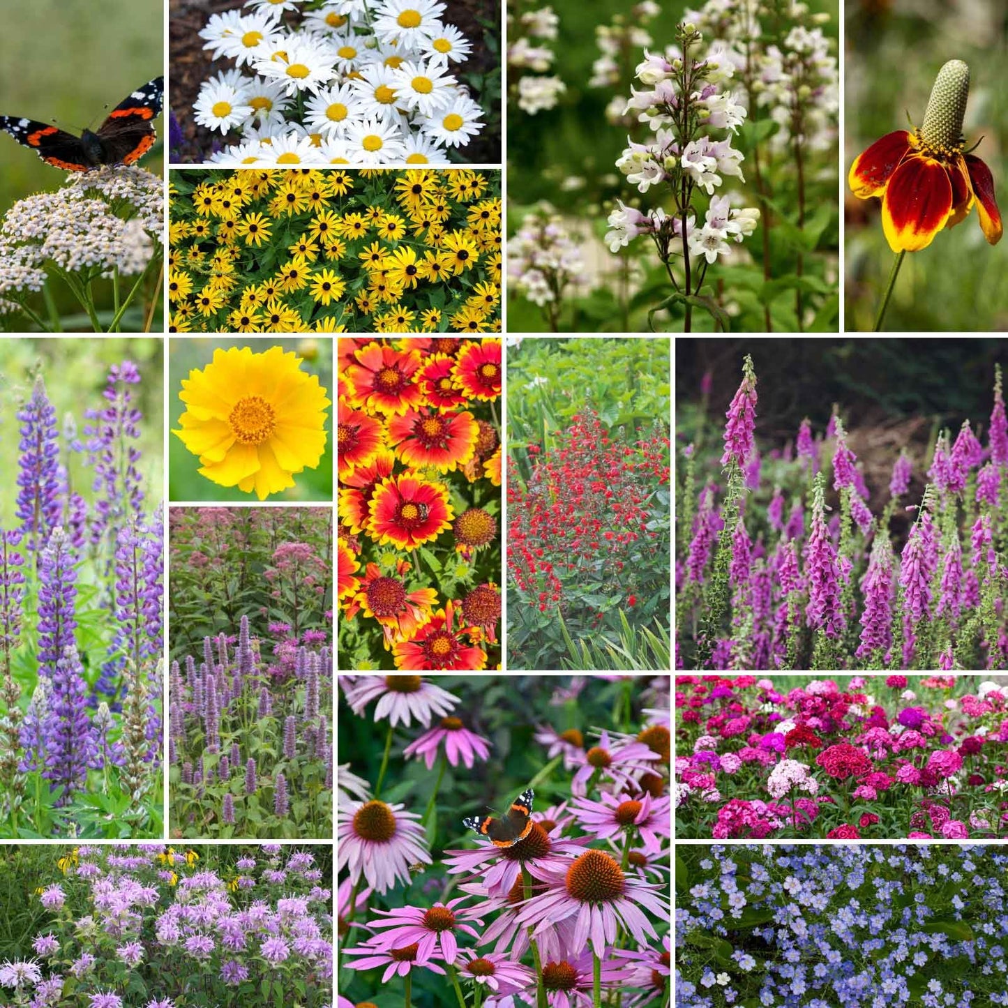 Eden Brothers Deer Resistant All Perennial Wildflower Mixed Seeds for Planting, 5 lb, 2,400,000+ Seeds with Sweet William | Attracts Pollinators, Plant in Spring or Fall, Zones 3, 4, 5, 6, 7, 8, 9, 10