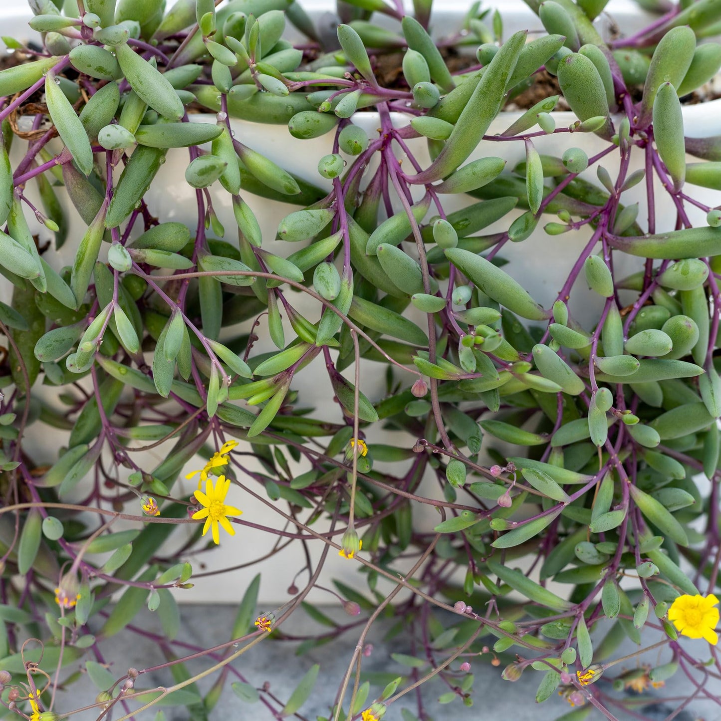 Mountain Crest Gardens Trailing & Strings Succulent Pack - 24 Live Plants in 2 Inch Pots - Real Succulents for Hanging Planters, Home Decor, and DIY Arrangements