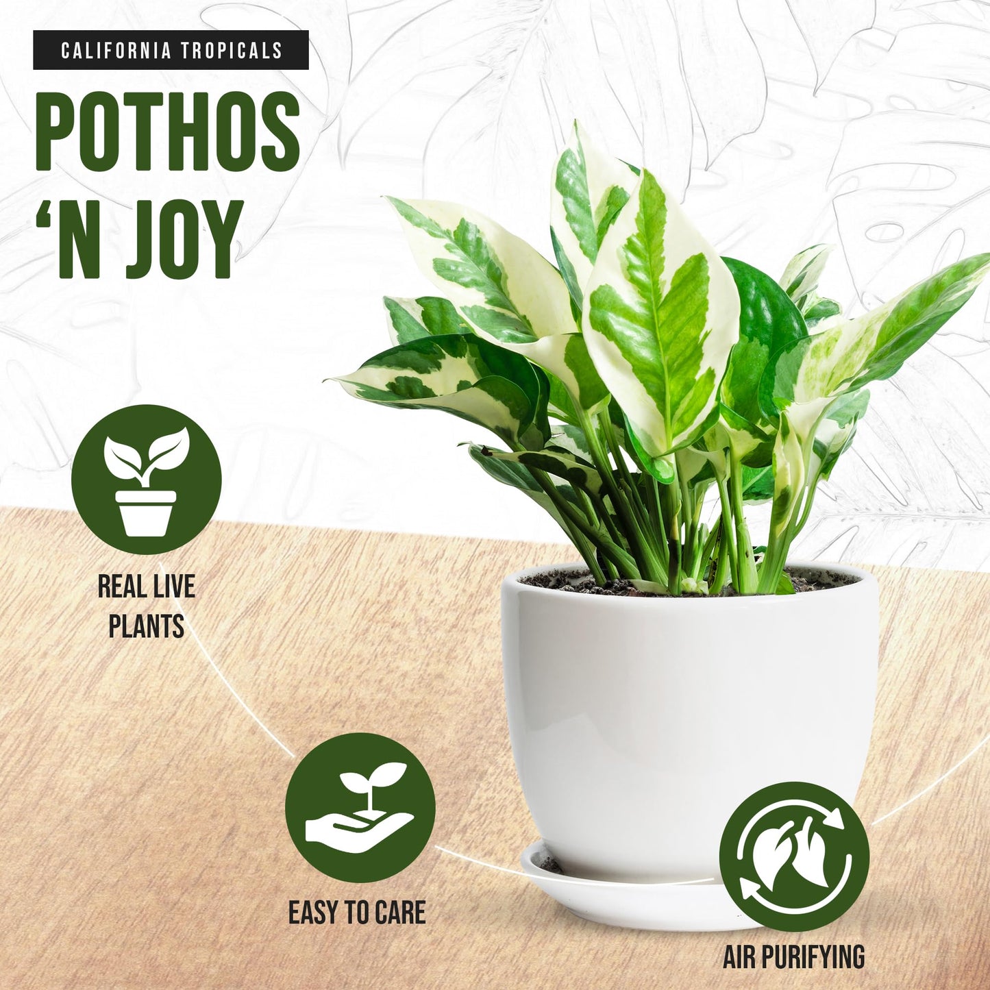 California Tropicals Pothos 'N Joy - 4" Live Plant - Variegated White and Green Leaves - Easy to Care for - Perfect for Home Decor, Gifts, and Office -