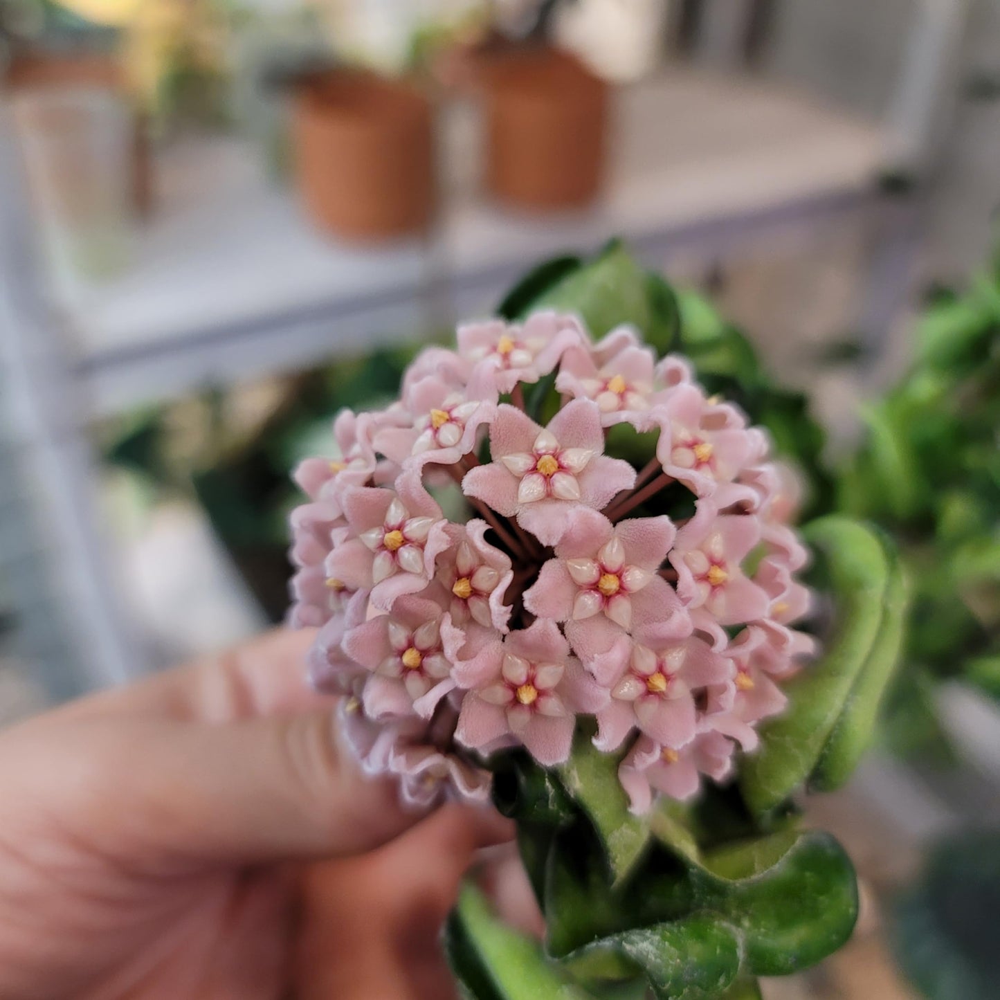 Hoya Compacta aka Hoya Hindu Rope Available in 2" Pot Live Hoya Plant | Air-Purifying Plant