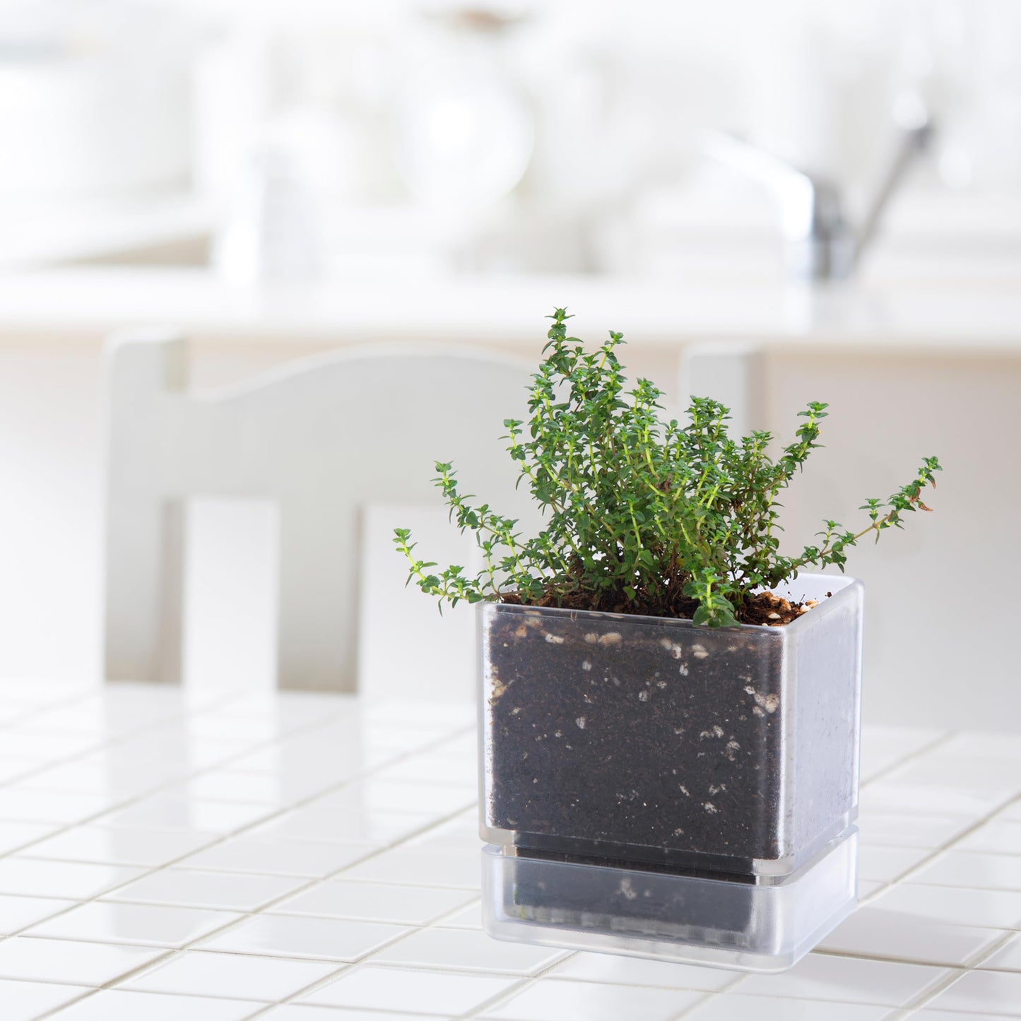 D'vine Dev 4 Inch Herb Planter Pots, Acrylic Planter with Drainage Holes and Saucer, Modern Decorative Gardening Pot for Indoor Plants, Herbs, Succulents, Clear, Set of 4, 76-Y-D-4
