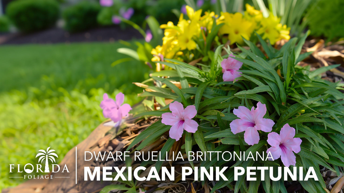 Katie's Dwarf Mexican Petunia Pink | 10 Live Plants | Ruellia brittoniana | Compact Flowering Perennial | Low Growing Pollinator Favorite for Walkways Borders Containers Landscaping