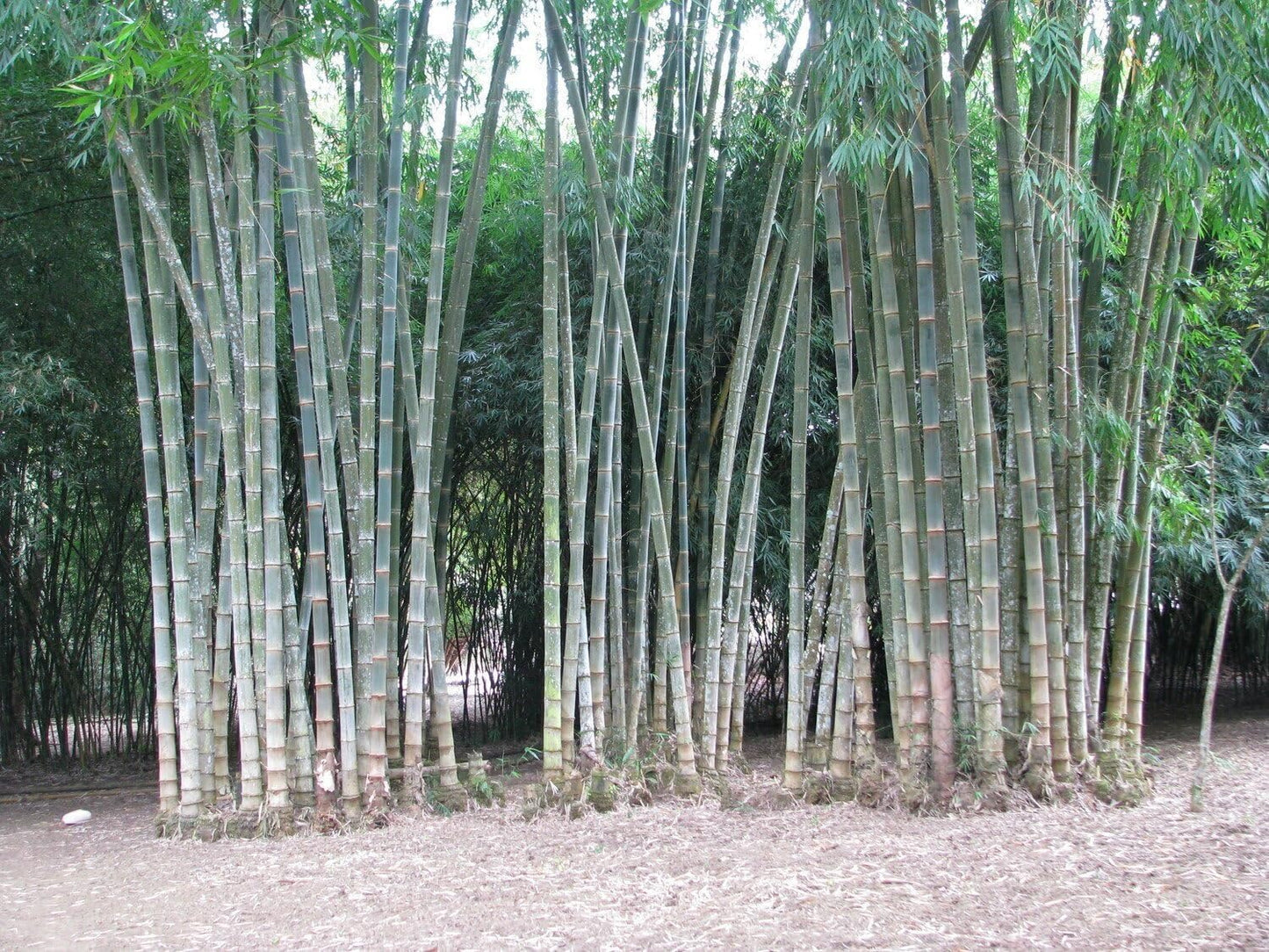 Dendrocalamus Asper Bamboo | 2 Large Trade Gallon Size Plants | Dendrocalamus Asper | Privacy Screen, Fast Growing Privacy Hedge, Non-Invasive, Tropical Landscape, Drought Tolerant