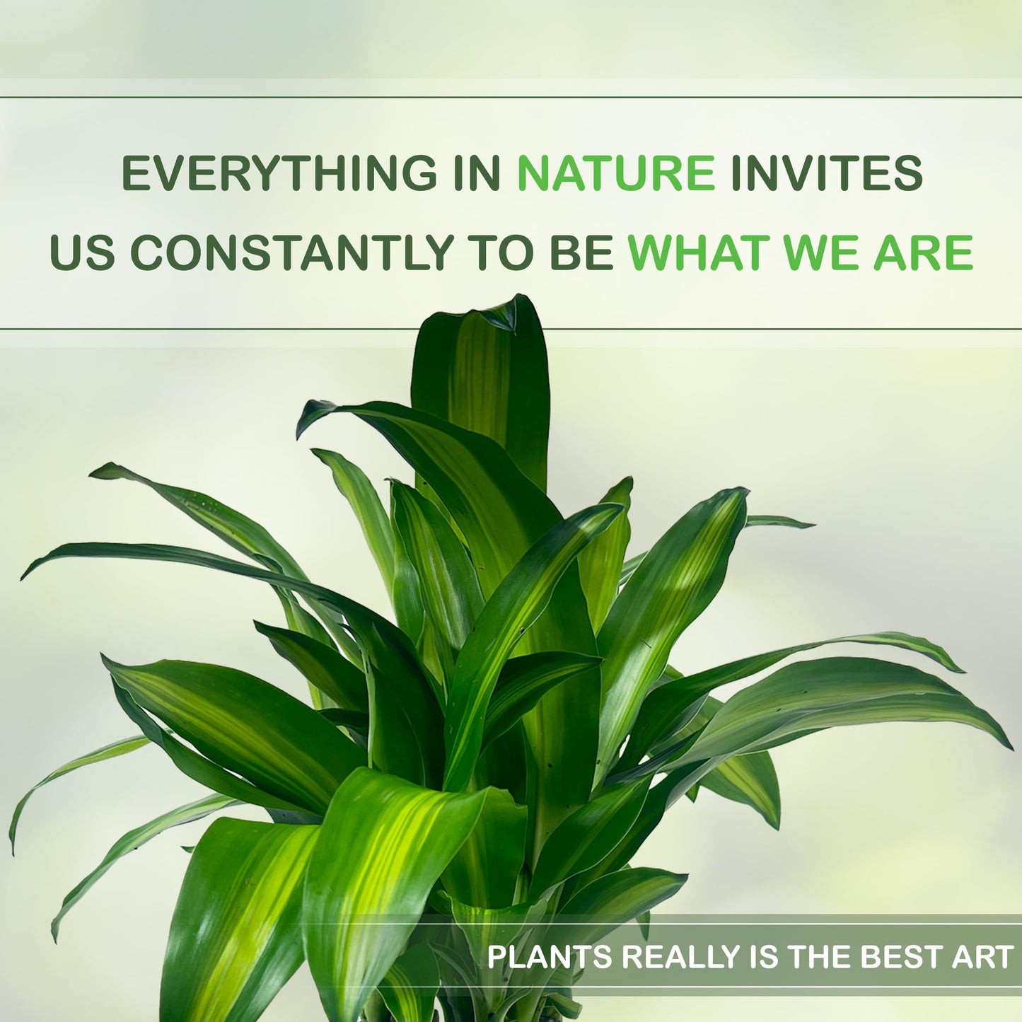 LEAL PLANTS ECUADOR Dracaena Massangeana (Pack of 2)– Striking Corn Plant with Bold Green & Yellow Foliage, Low-Maintenance Indoor Plant,Perfect for Home Decor, Unique Gift for Plant Lover