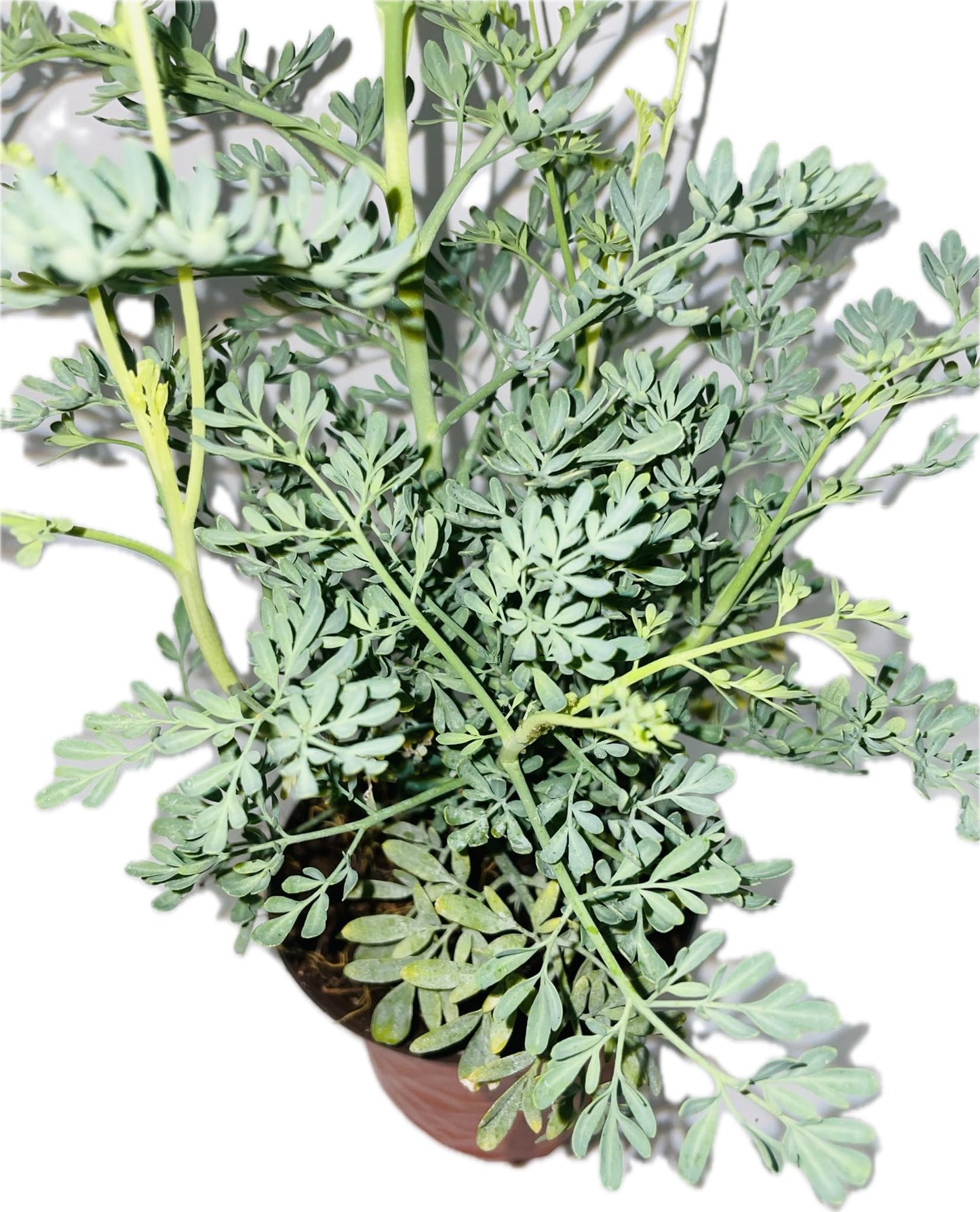 Botanica la Marina Ruda Plant Common Rue Ruta graveolens Herb of Grace, green