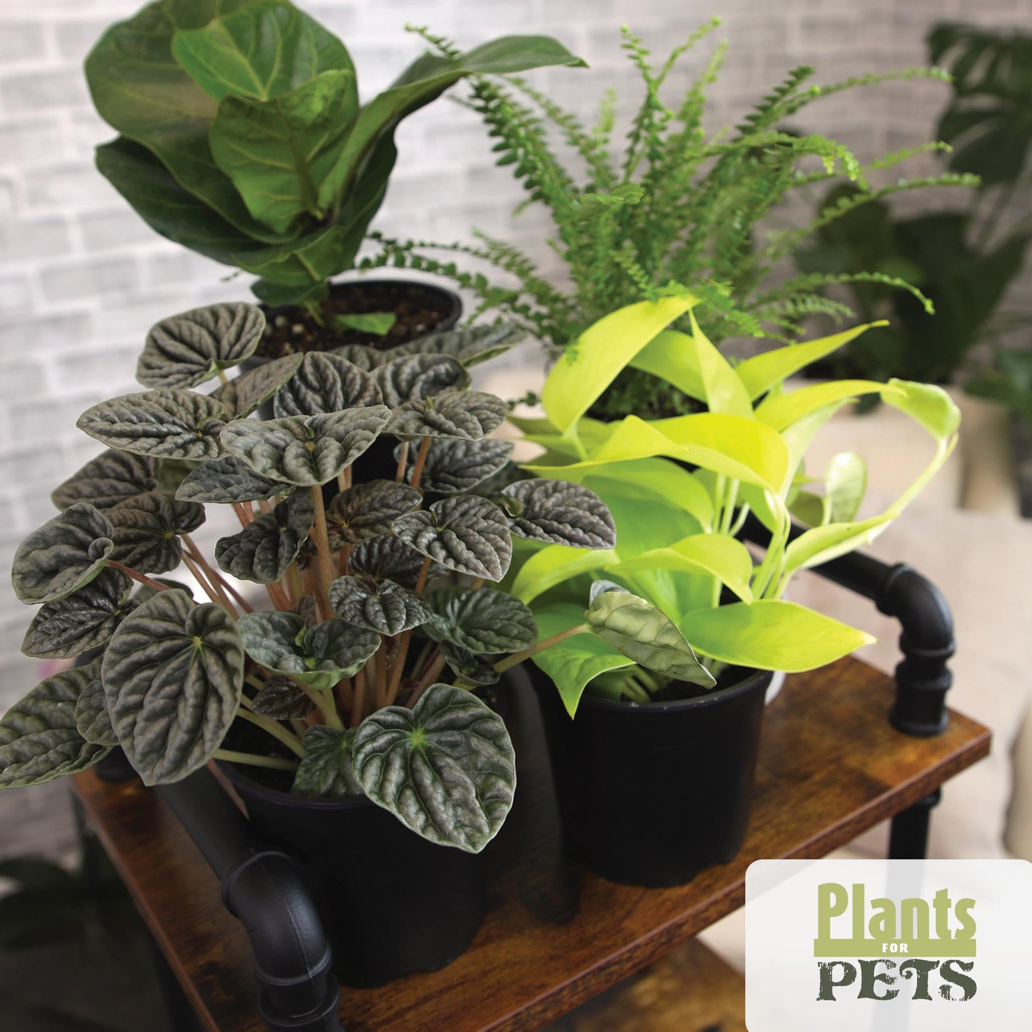 Essential Houseplant Collection (4PK) Live Plants Indoor Plants Live Houseplants in Plant Pots, Easy House Plants Indoors Live, Snake Plant, Pothos in Potting Soil, Clean Air Plants by Plants for Pets