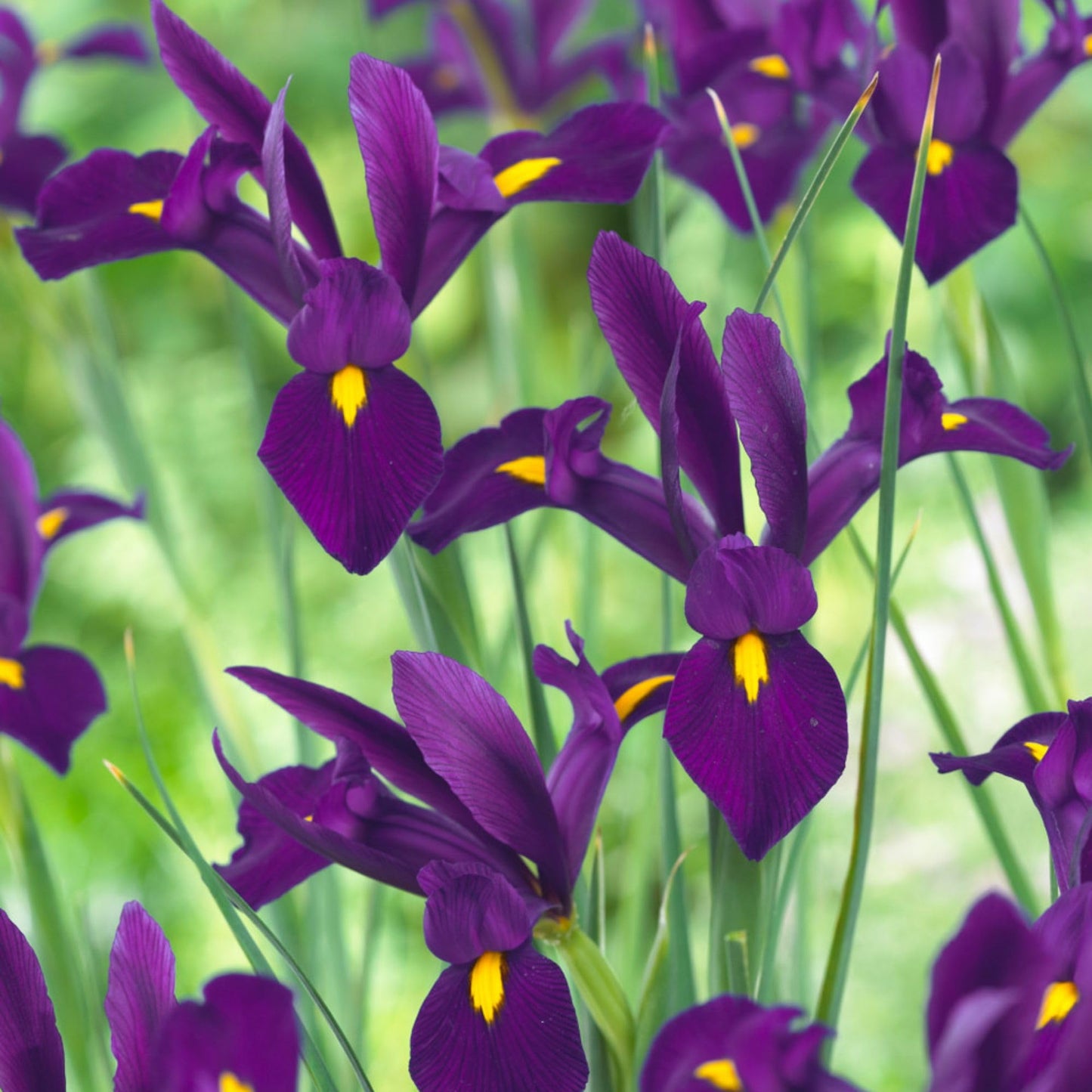 Dutch Iris ‘Valentine’ – Top-Size Bulbs for Fall Planting | Rich Indigo-Purple Blooms, Hardy Spring Flower Bulbs Ideal for Borders, Beds, and Cut Arrangements | Easy-to-Grow Dutch Variety
