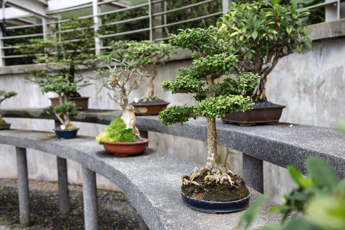 Bonsai Tree Bundle | Collection of 5 Live Tree Seedlings | The Jonsteen Company