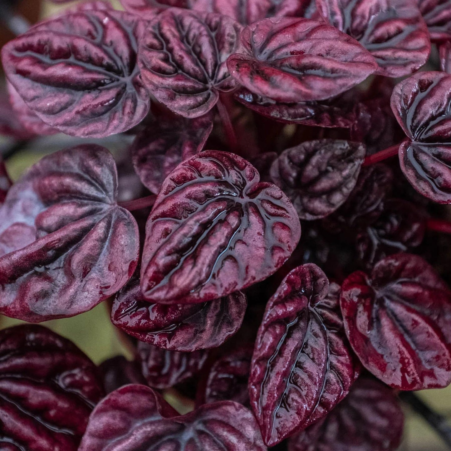 Peperomia 'Ripple Red' in 4in Pot - Live Plants Tropical Houseplants | Variegated | USA Growers | The Snobby Leaf