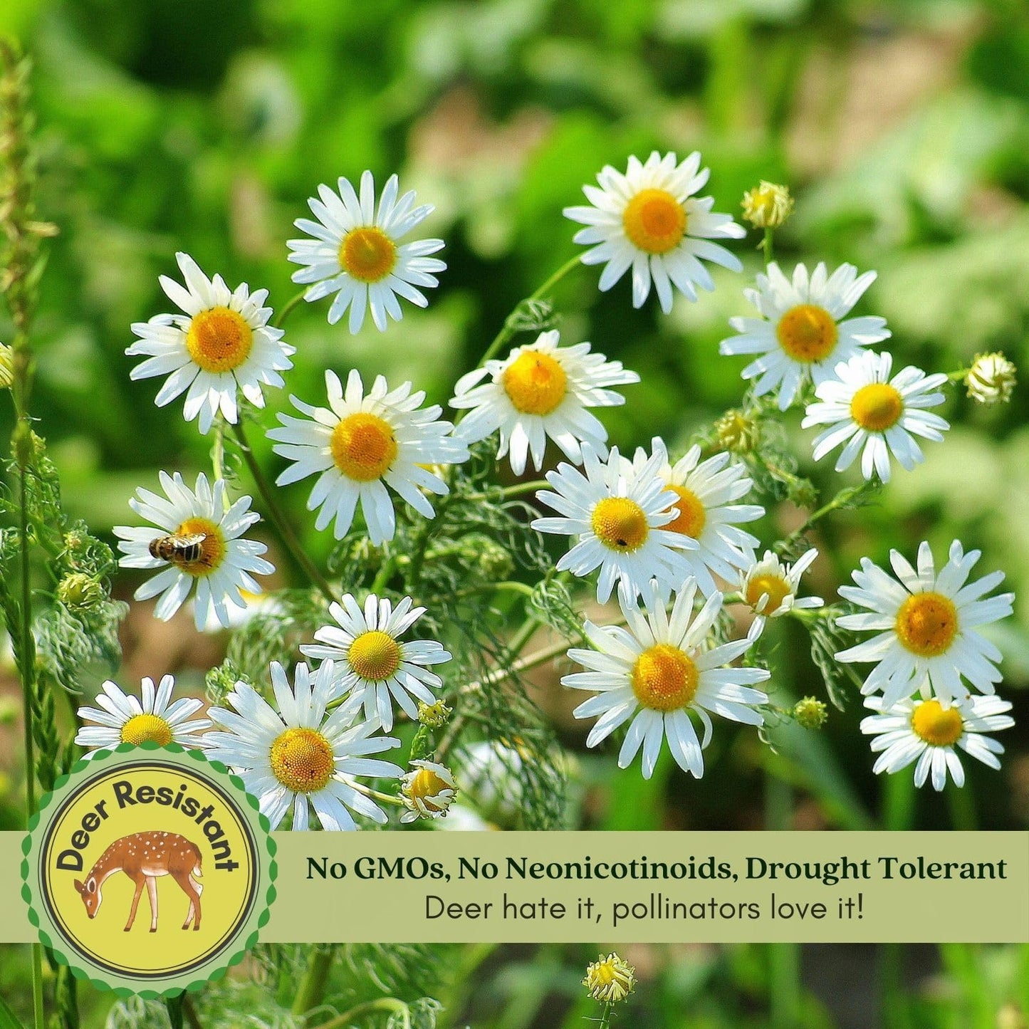 Clovers Garden Chamomile Herb Plants – Two (2) Live Plants – Non-GMO - Not Seeds - Each 4" to 8" Tall – in 4" Inch Pots - Attracts Polinators, Edible, Medicinal