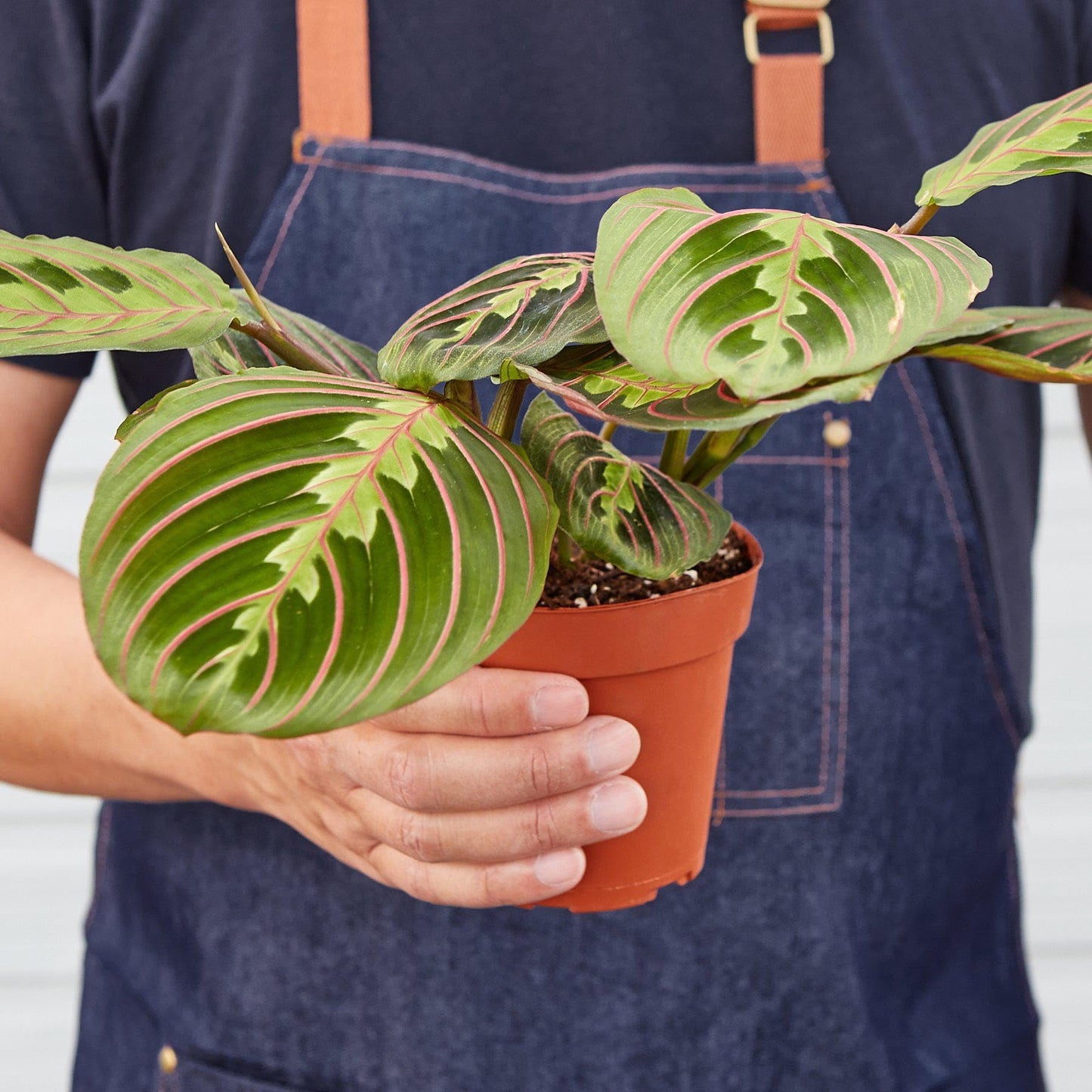 Maranta Red Prayer | Live Plant for Indoor & Outdoor | for Living Room, Office, Bathroom | (3" Pot)