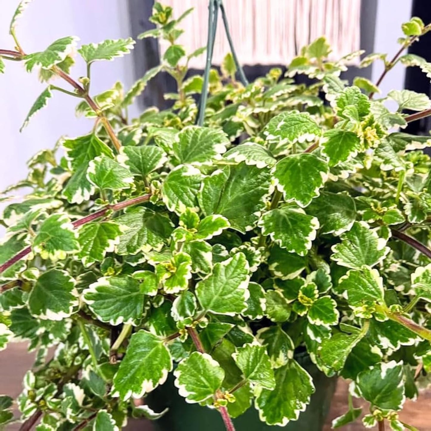 1 Variegated Swedish Ivy Plant Live for Planting - Swedish Ivy Mint Seedlings 4-9 Inch Height, in 3" Pot