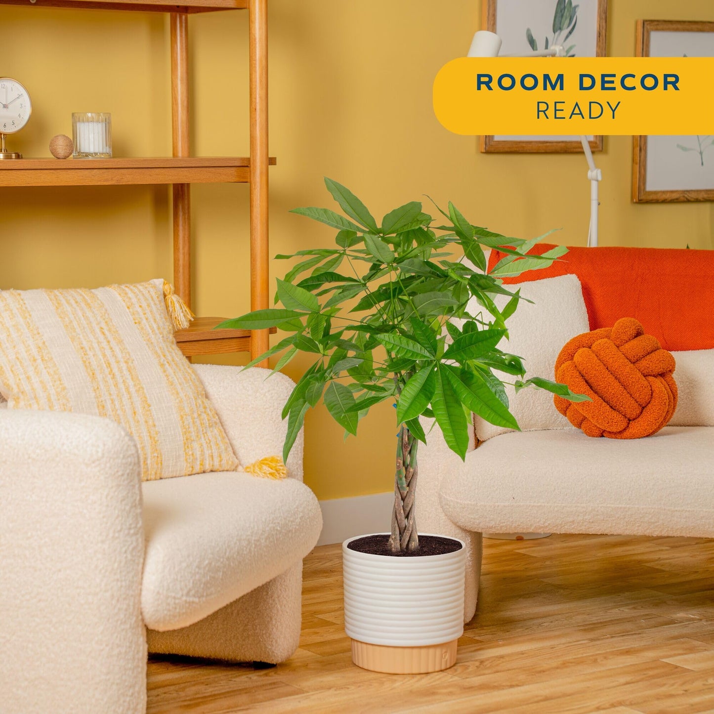 Costa Farms Live Money Tree (Pachira Aquatica), 3-4 Feet Tall, Large Indoor Plant with Braided Trunk, Easy Care Floor Plant in 10-Inch Decor Pot, Pet Friendly Housewarming Gift & Office Decor