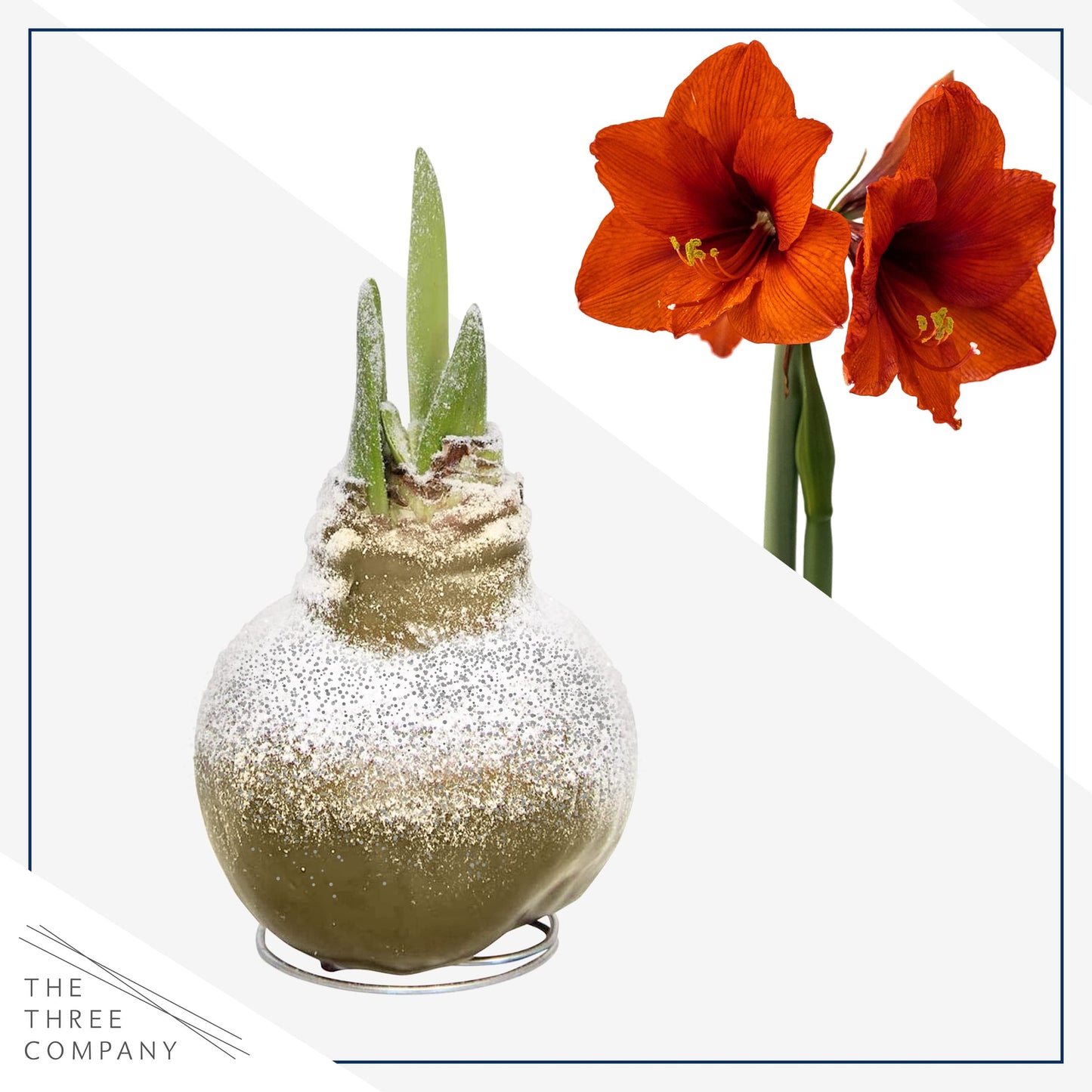 Snow Flecked Waxed Amaryllis Bulb 2-Pack – Gold Wax with Red Blooms – Live Holiday Gift Plant, Easy Care, No Watering Needed