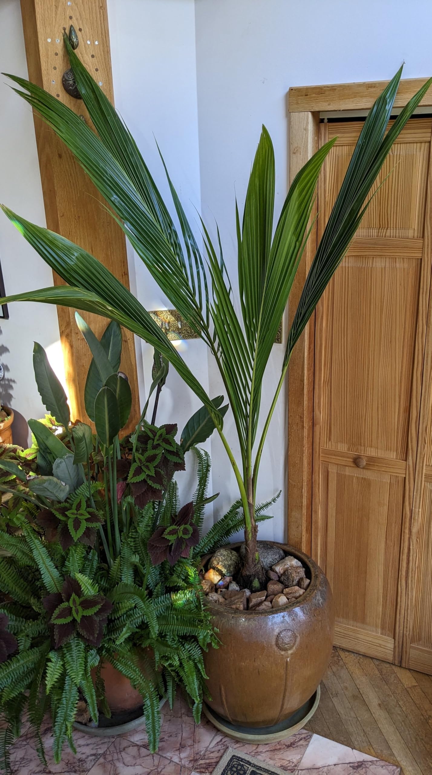 Green Malayan Coconut Palm Tree - Tropical Cocos Nucifera, Low Maintenance Live Exotic Palm for Indoor & Outdoor Spaces, Air-Purifying, Drought-Tolerant Ornamental Accent Plant (2gal Pot, 2-3ft)