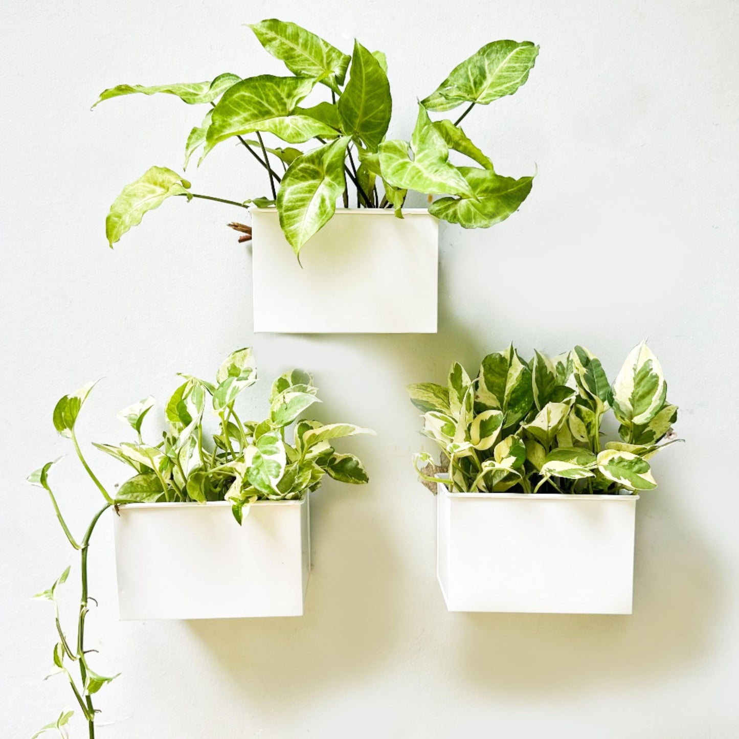 LaLaGreen Wall Planter - 3 Pack, 6 Inch Wall Mount Planters for Succulents White, Rectangular Metal Hanging Flower Pot, Window Box Fence Railing Air Plants Holders Plant Shelf Indoor Rustic Decor