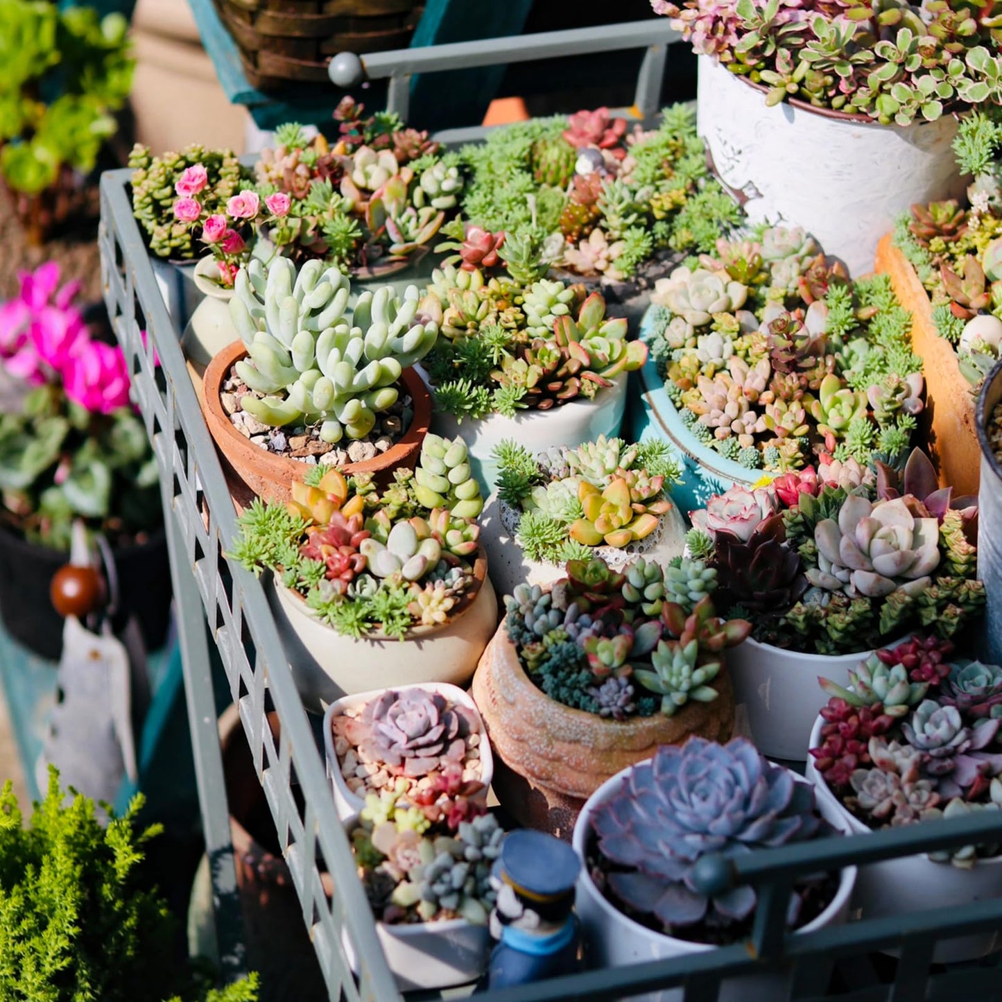 Sprout N Green 10 Assorted Succulents with Root, 10 Different Varieties Live Plants Collection, Without Plant Pot, Easy to Care, Great for Gardener Beginner, DIY Projects, Wedding Party Favor