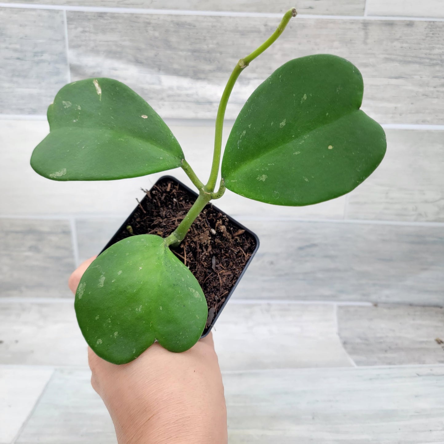 Hoya kerrii – Sweetheart Hoya (Valentine Hoya) | 4″ Fully Rooted Live Indoor Houseplant | Rare Heart-Shaped Leaf Wax Plant | Easy-Care Succulent Gift Plant for Home or Office