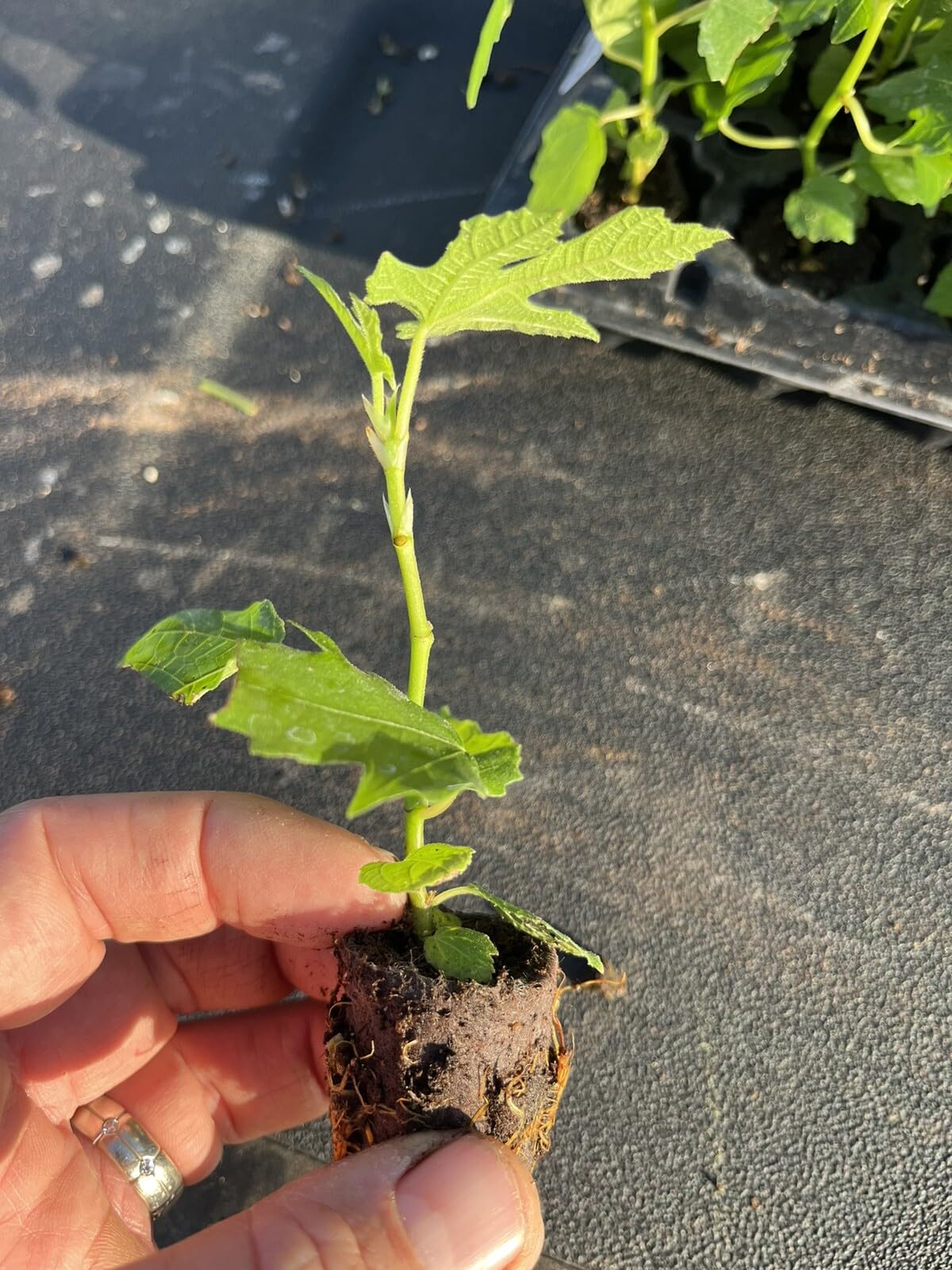 Live Plant - Fig Trees - Edible Pack of 4 Starter Plants - Violet de Bordeaux