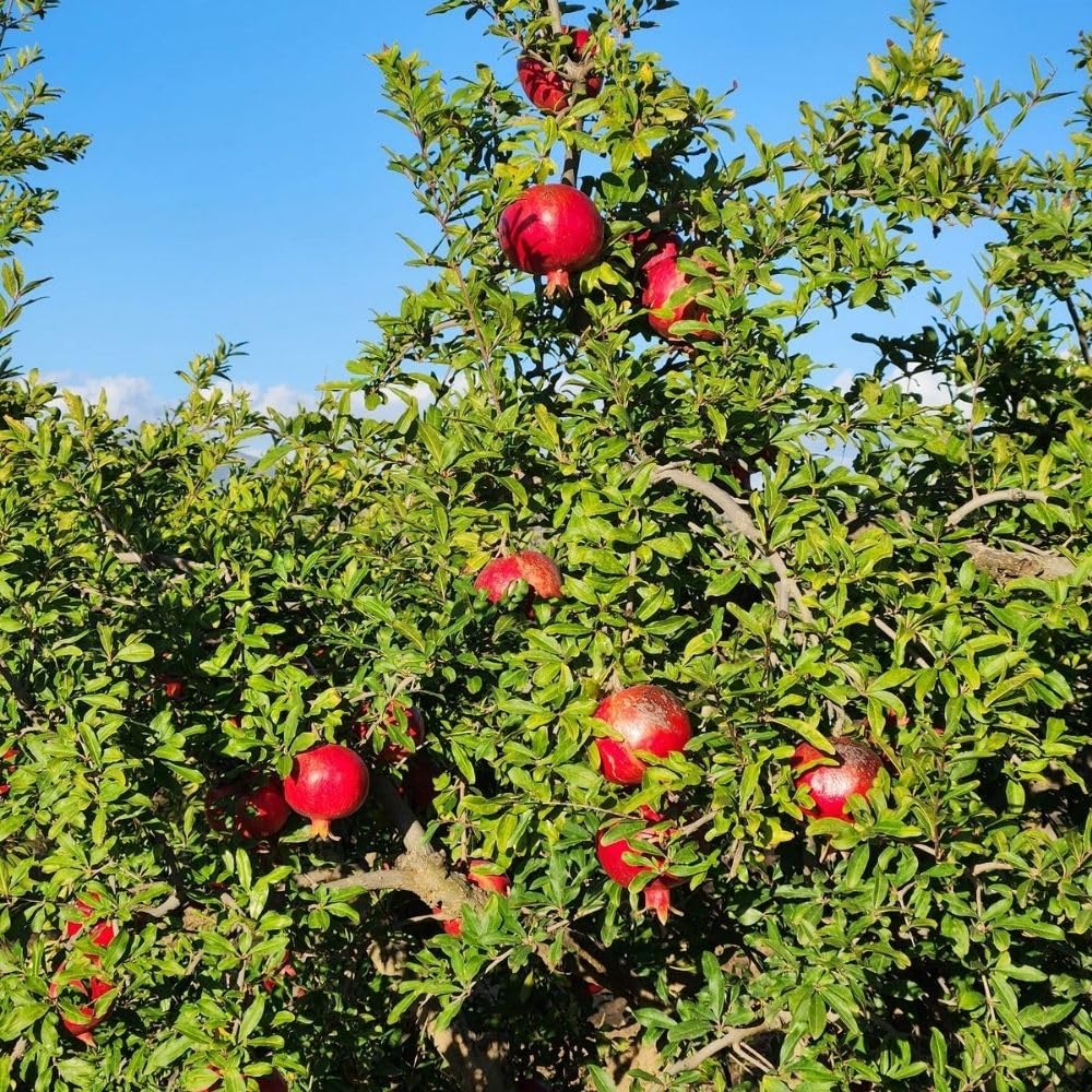 Live Sweet Pomegranate Plant, Red Pomegranate Plants Live Tree 8 to 10 Inches Tall, Pomegranates Fruit Tree, Well Rooted, 4 Inches Pot Plants