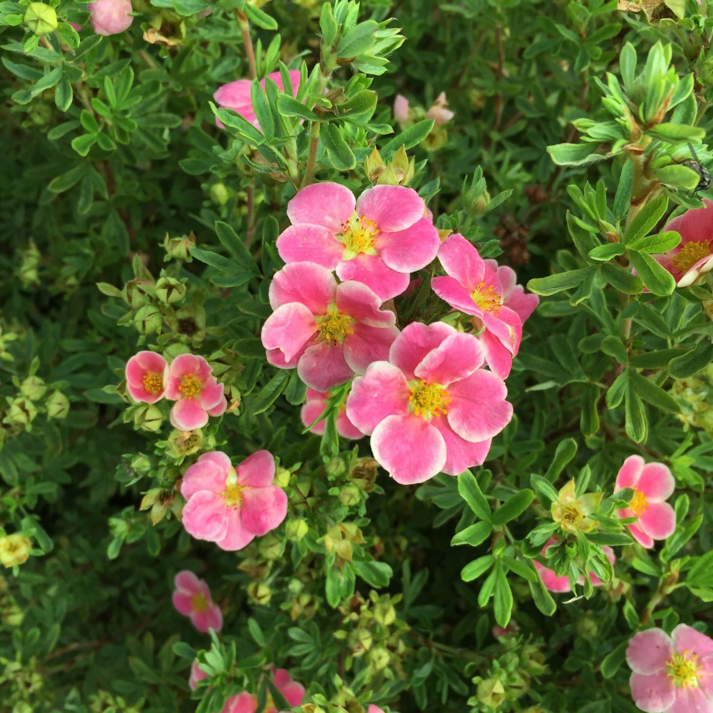 Proven Winners Happy Face Pink Potentilla (Dasiphora fruticosa) Live Plant, 4.5" Qt