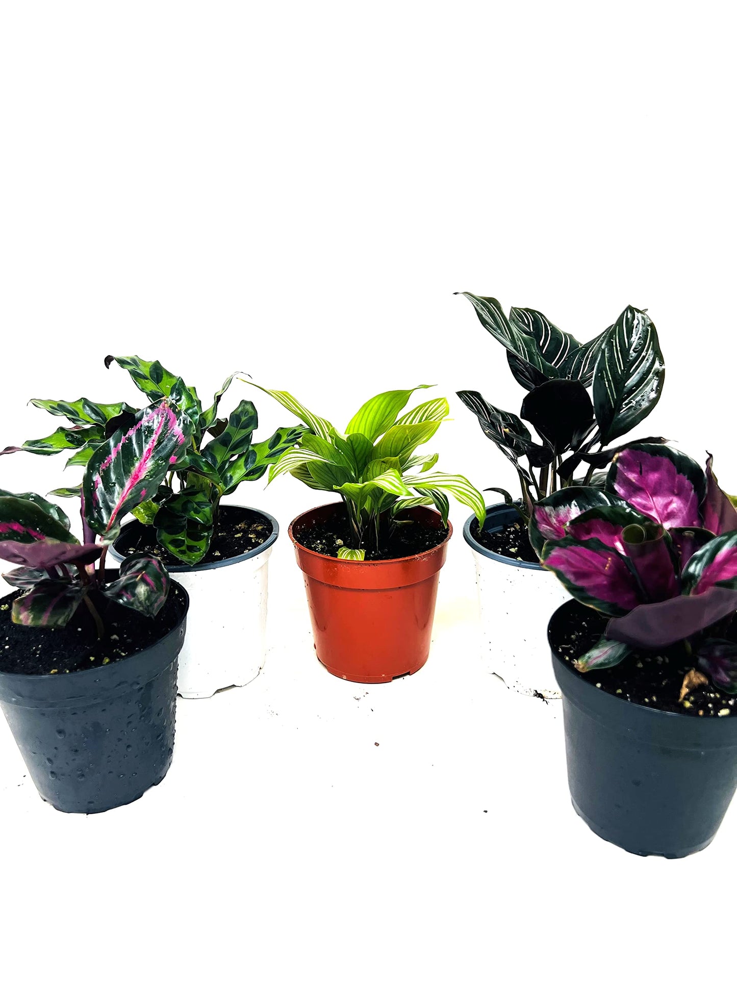 JM BAMBOO Calathea Party of 2 Live Plants 'Unique by JMBamboo'