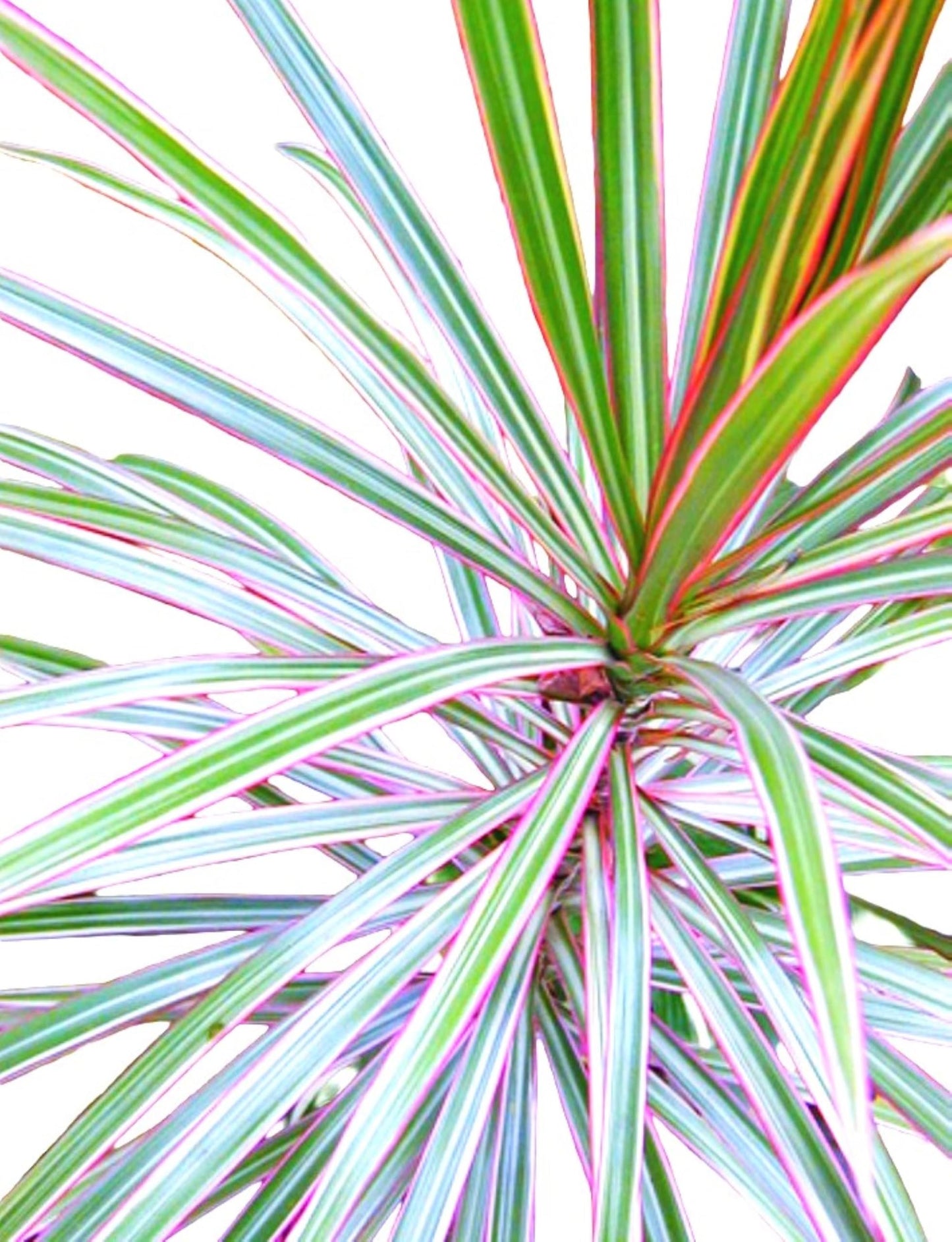Gar-Zen Botanical Designs Tropical Houseplant Dracaena Marginata Silver tri Color 12-inch Dragon Tree Office or Home Plant.