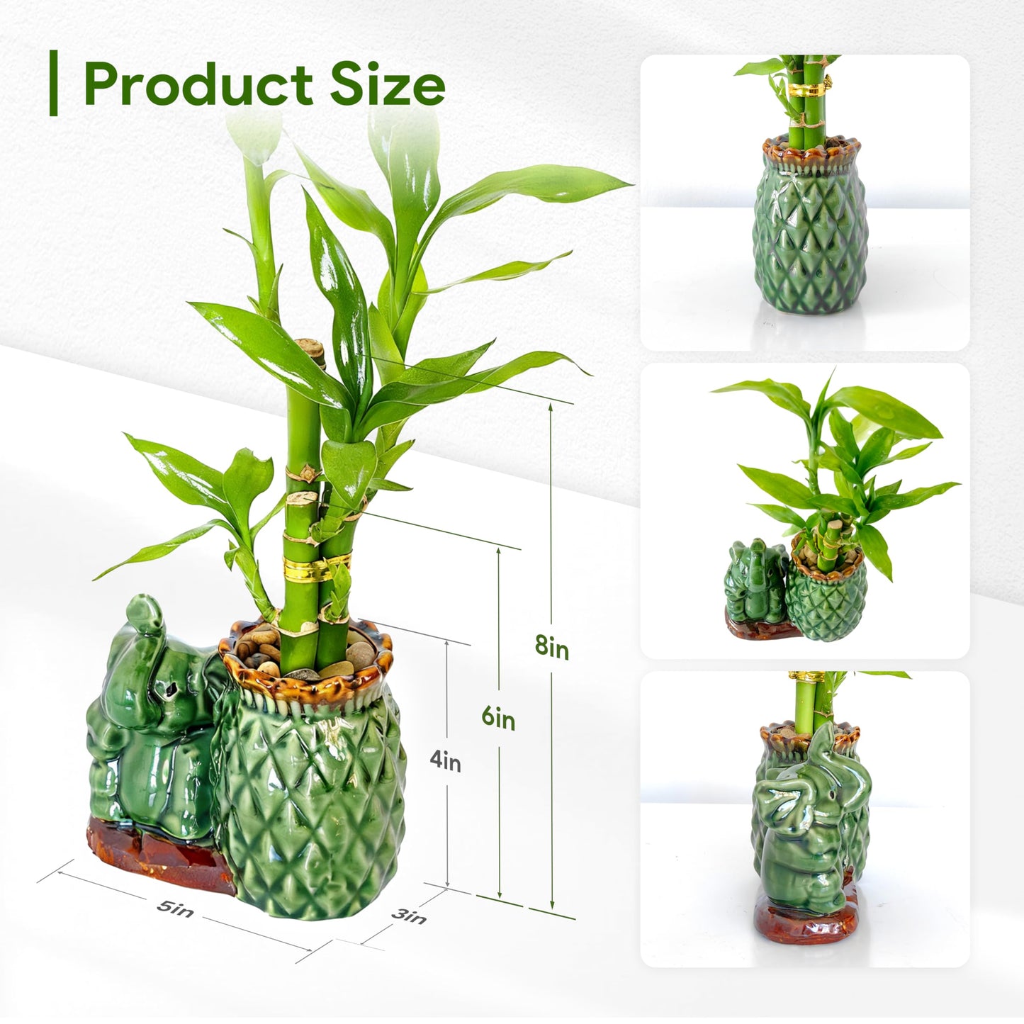 Yagaliga Lucky Bamboo 3-Stalk Set with Pebbles in Elephant Pineapple Pot – 6'' 6'' 8'' Live Houseplant for Good Fortune