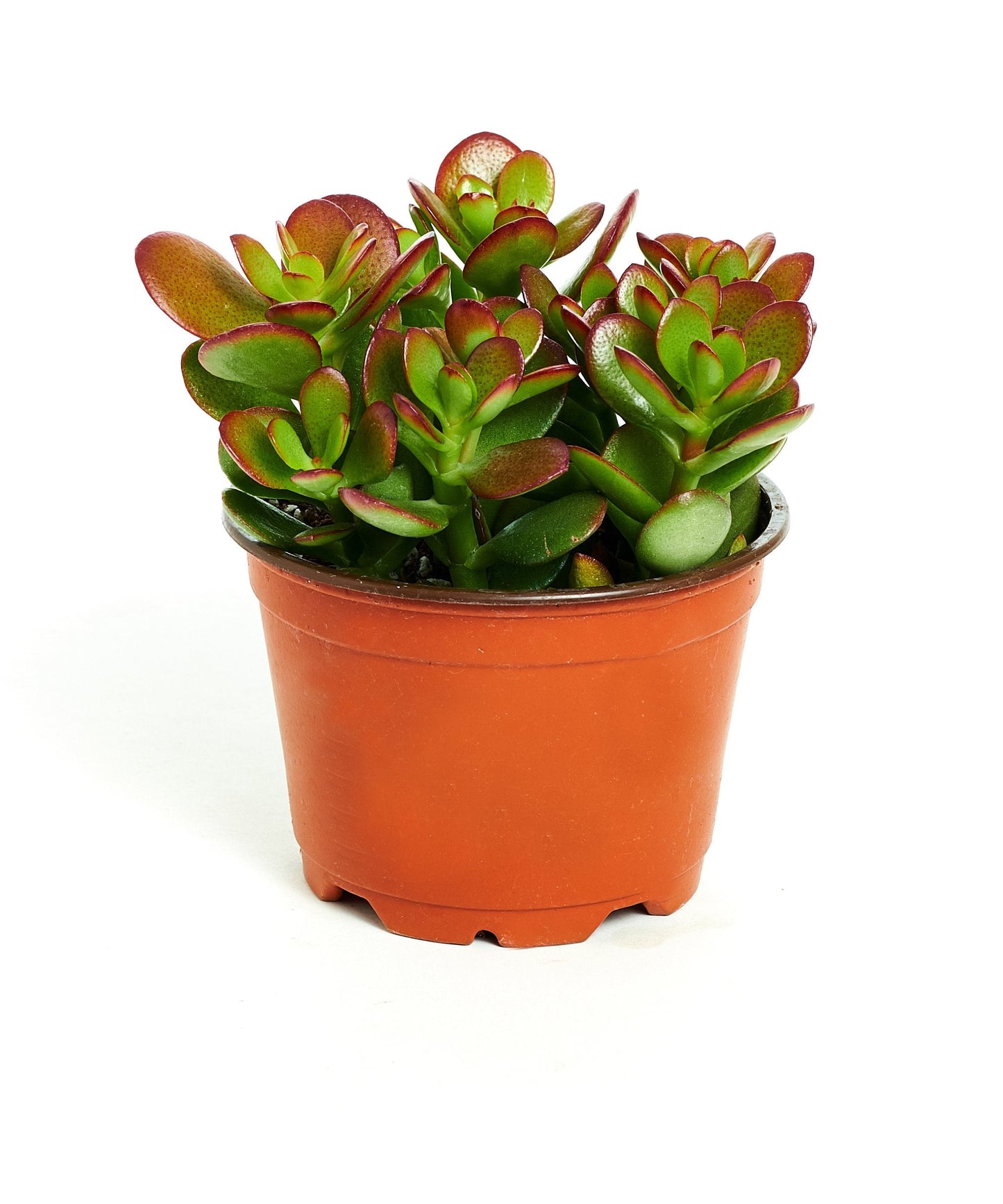 Shop Succulents | Crassula Ovata 'Jade Plant', Hand Selected for Health, Size & Readiness, 4" Pot