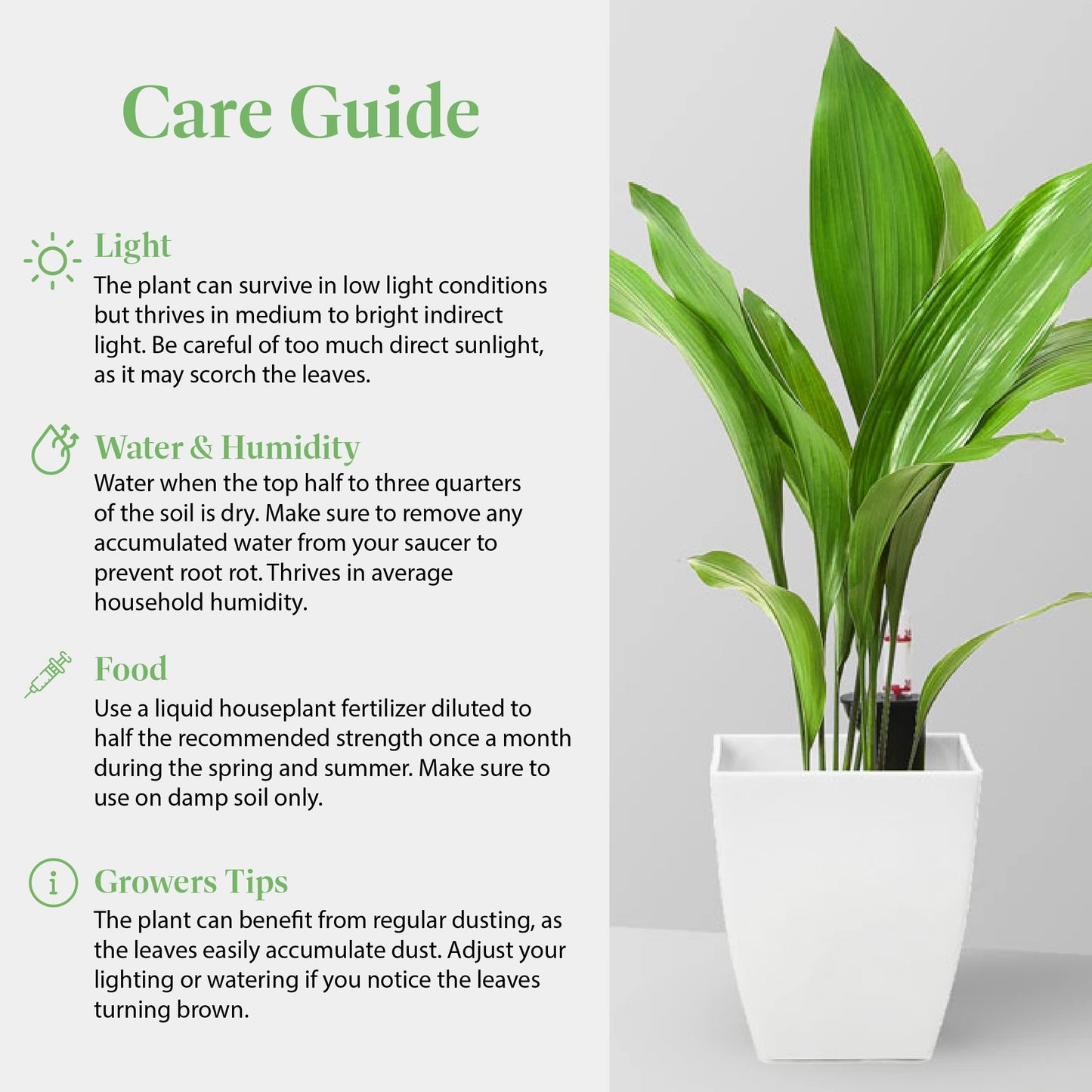 American Plant Exchange Cast Iron Plant – Live 6-Inch Potted Evergreen, Low-Maintenance Hardy Houseplant, Drought-Tolerant & Low-Light Indoor Plant for Home, Office & Shade Gardens